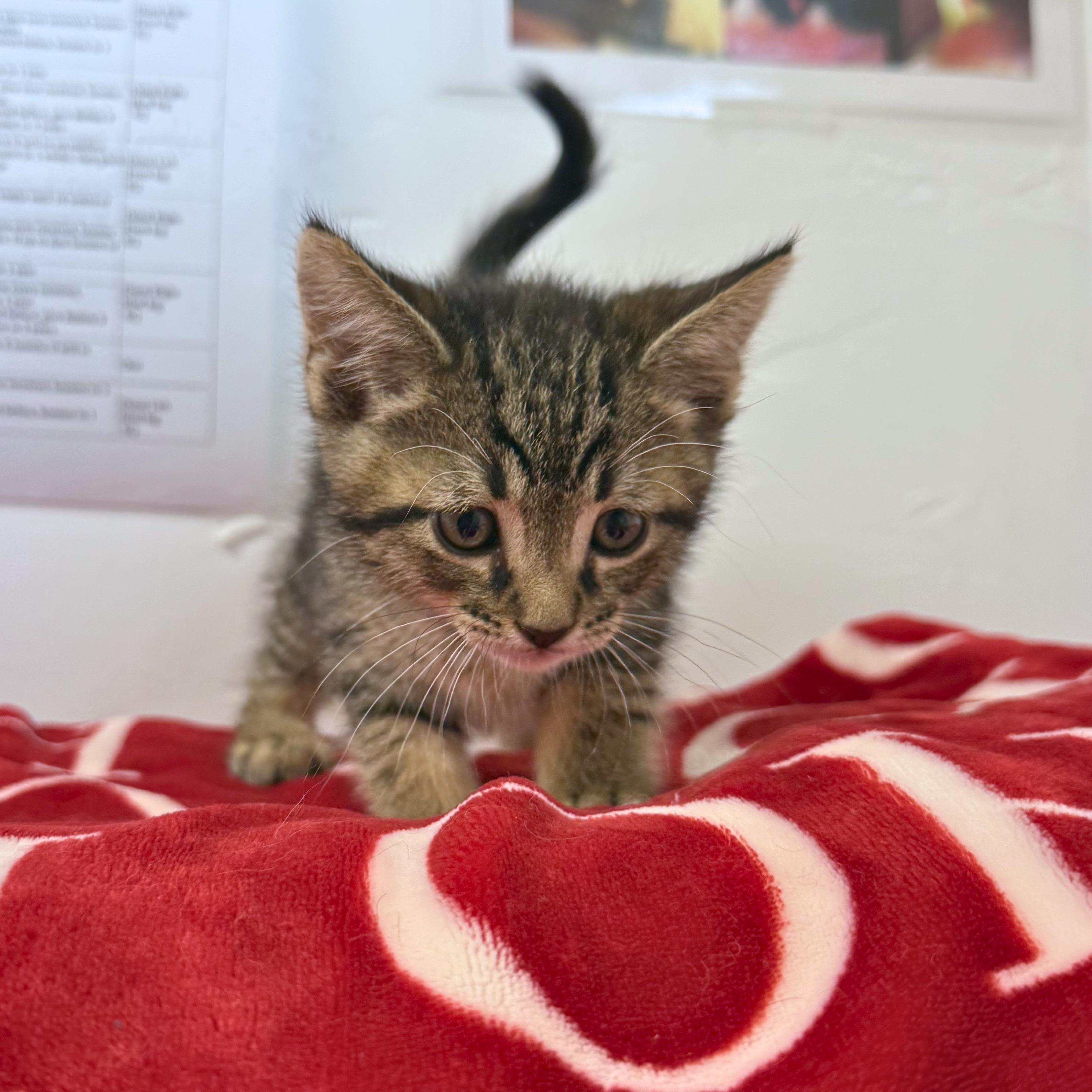 Perry, an adopted Domestic Short Hair in Ridgway, CO image 4/4