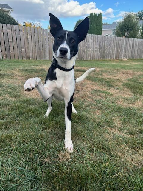 Ducky, Adoptable, Puppy Male Mixed Breed.