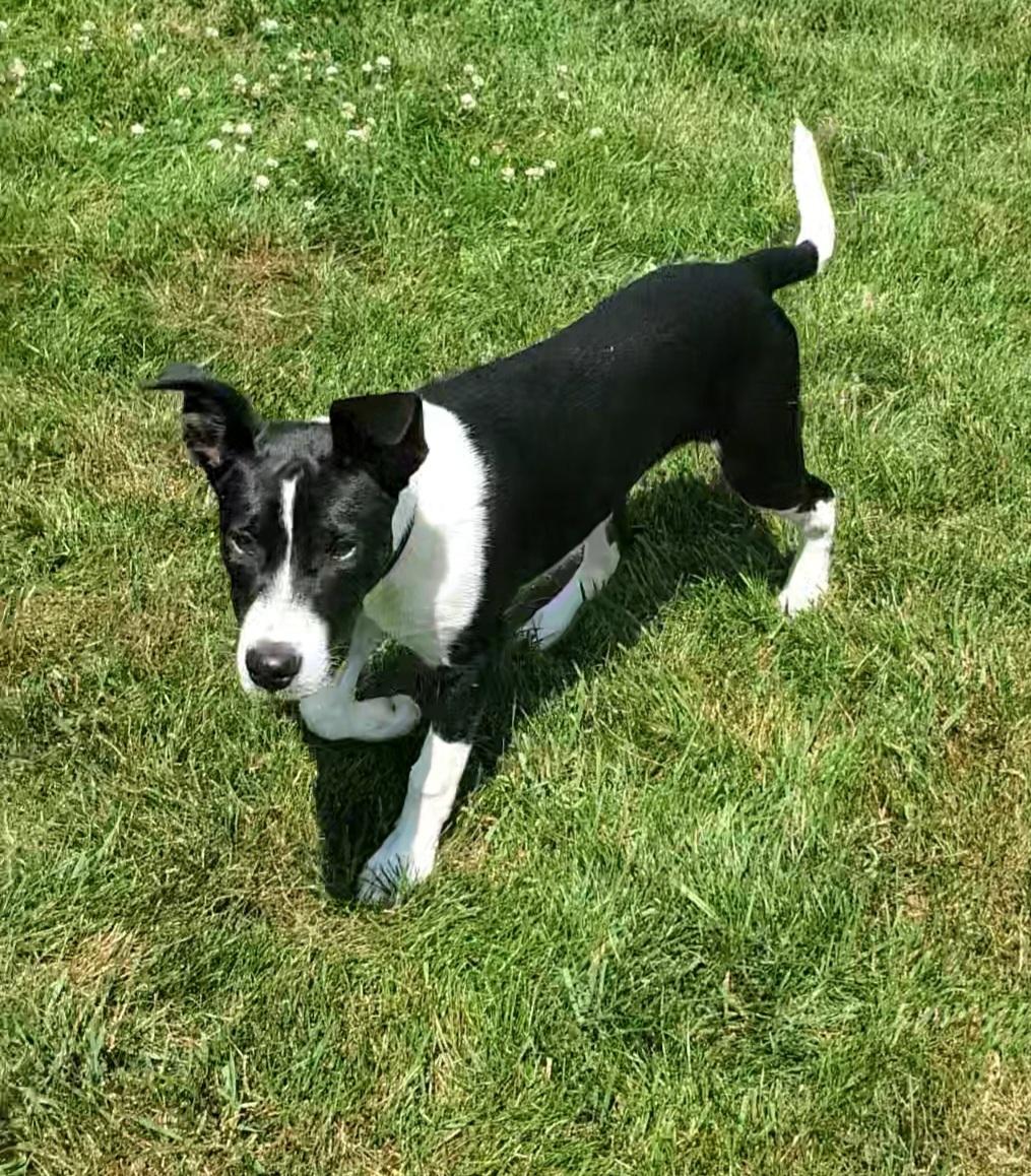 Enlarge Ducky, a Adoptable mixed breed in Bettendorf, IA image 4/6