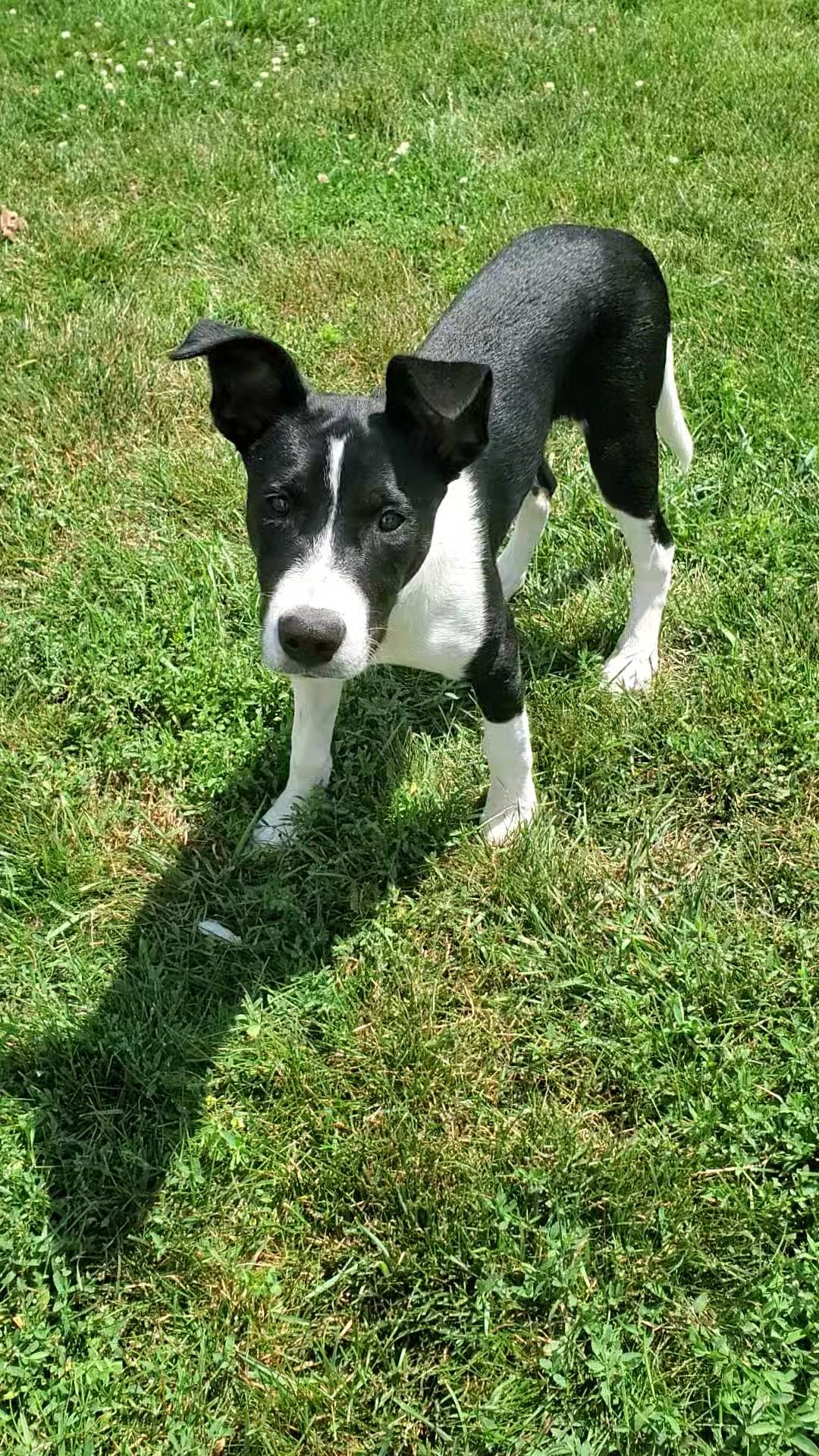 Enlarge Ducky, a Adoptable mixed breed in Bettendorf, IA image 5/6
