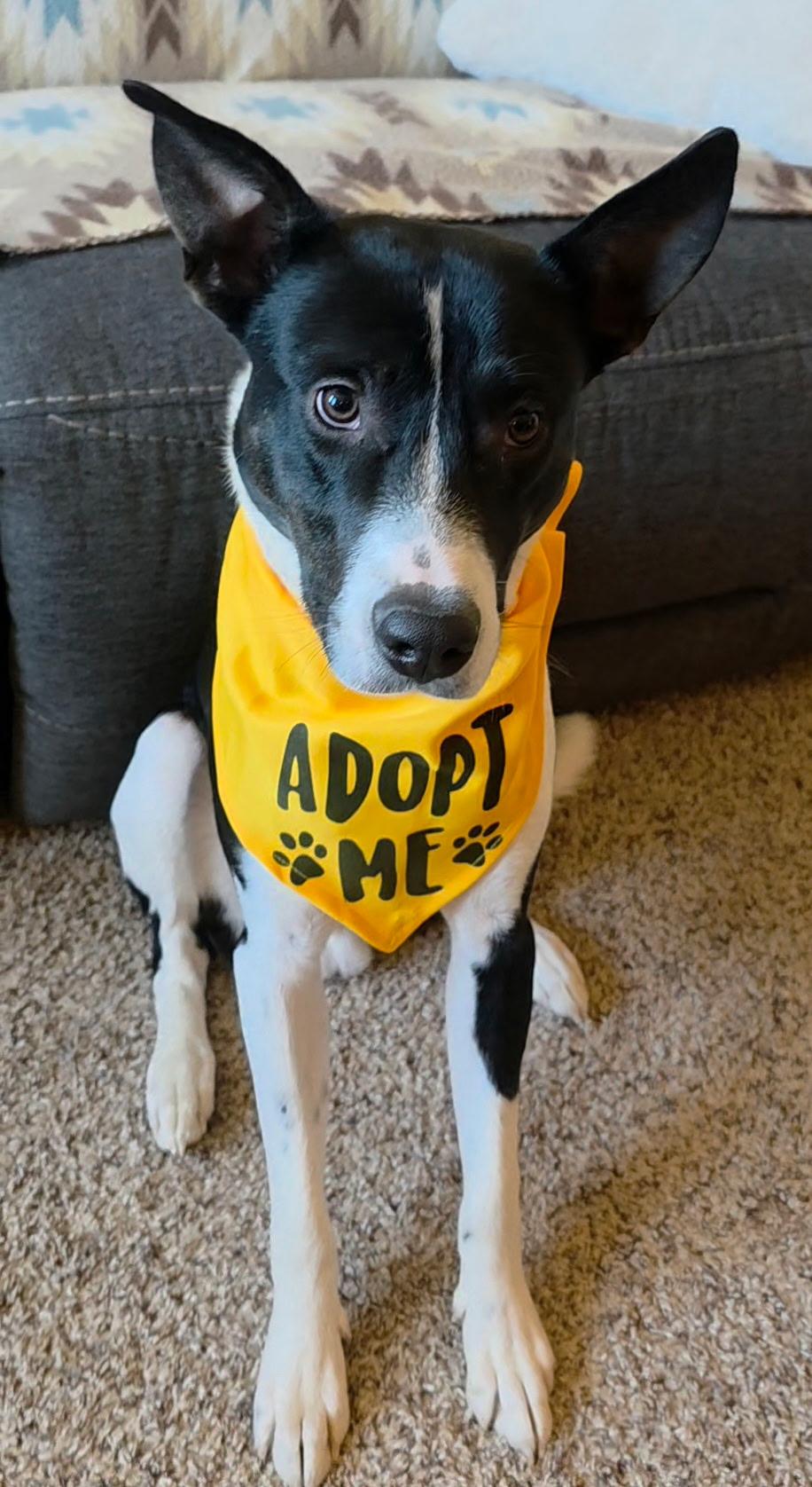 Enlarge Ducky, a Adoptable mixed breed in Bettendorf, IA image 4/6