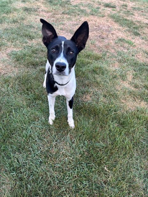 Enlarge Ducky, a Adoptable mixed breed in Bettendorf, IA image 2/6