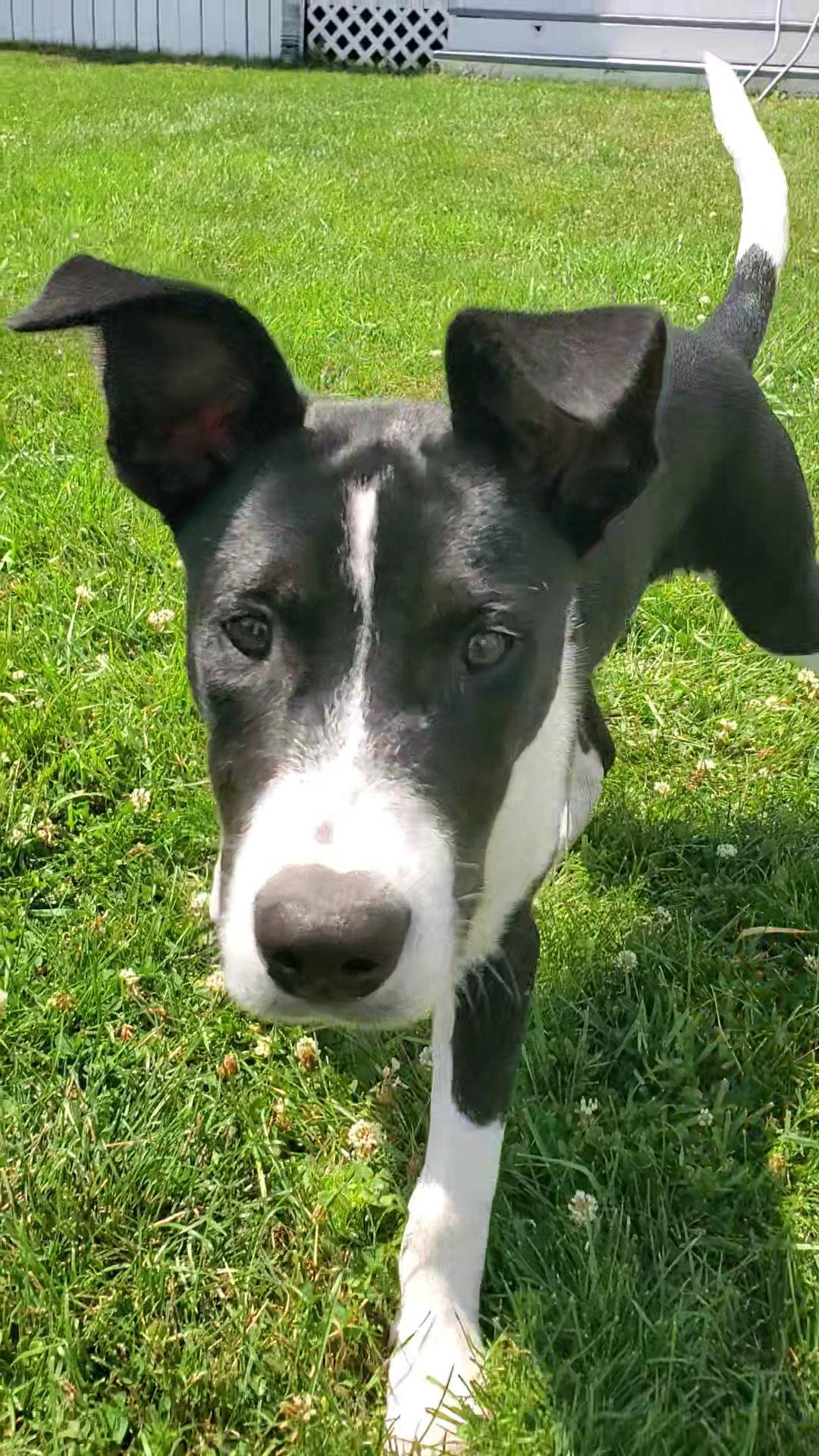 Enlarge Ducky, a Adoptable mixed breed in Bettendorf, IA image 6/6
