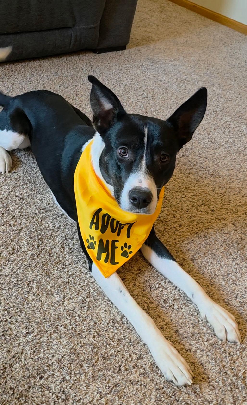 Enlarge Ducky, a Adoptable mixed breed in Bettendorf, IA image 1/6