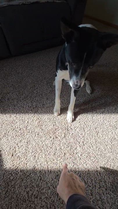 Enlarge Ducky, a Adoptable mixed breed in Bettendorf, IA video 6/6