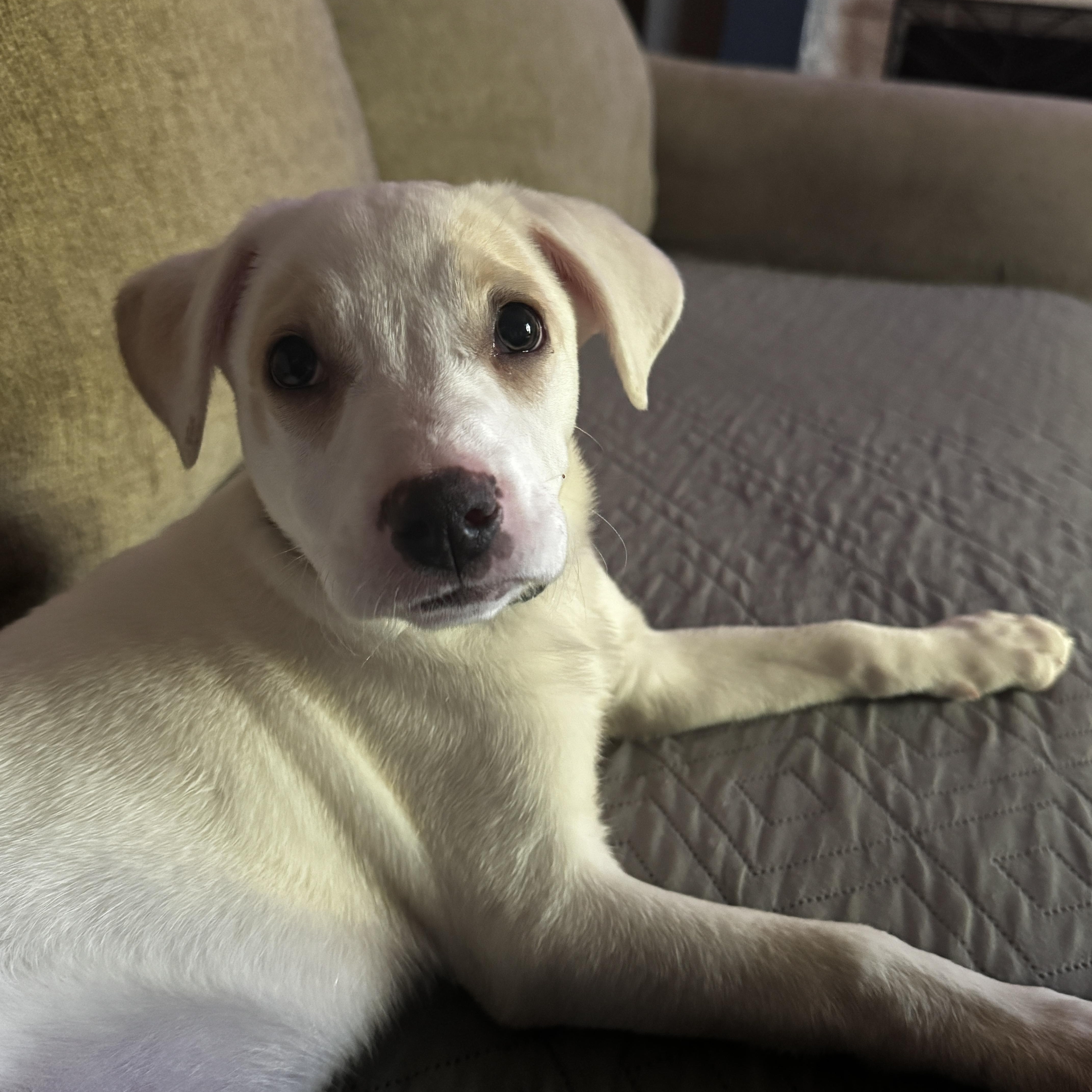 Enlarge Sandy, a Adoptable mixed breed in Cumming, GA image 4/6
