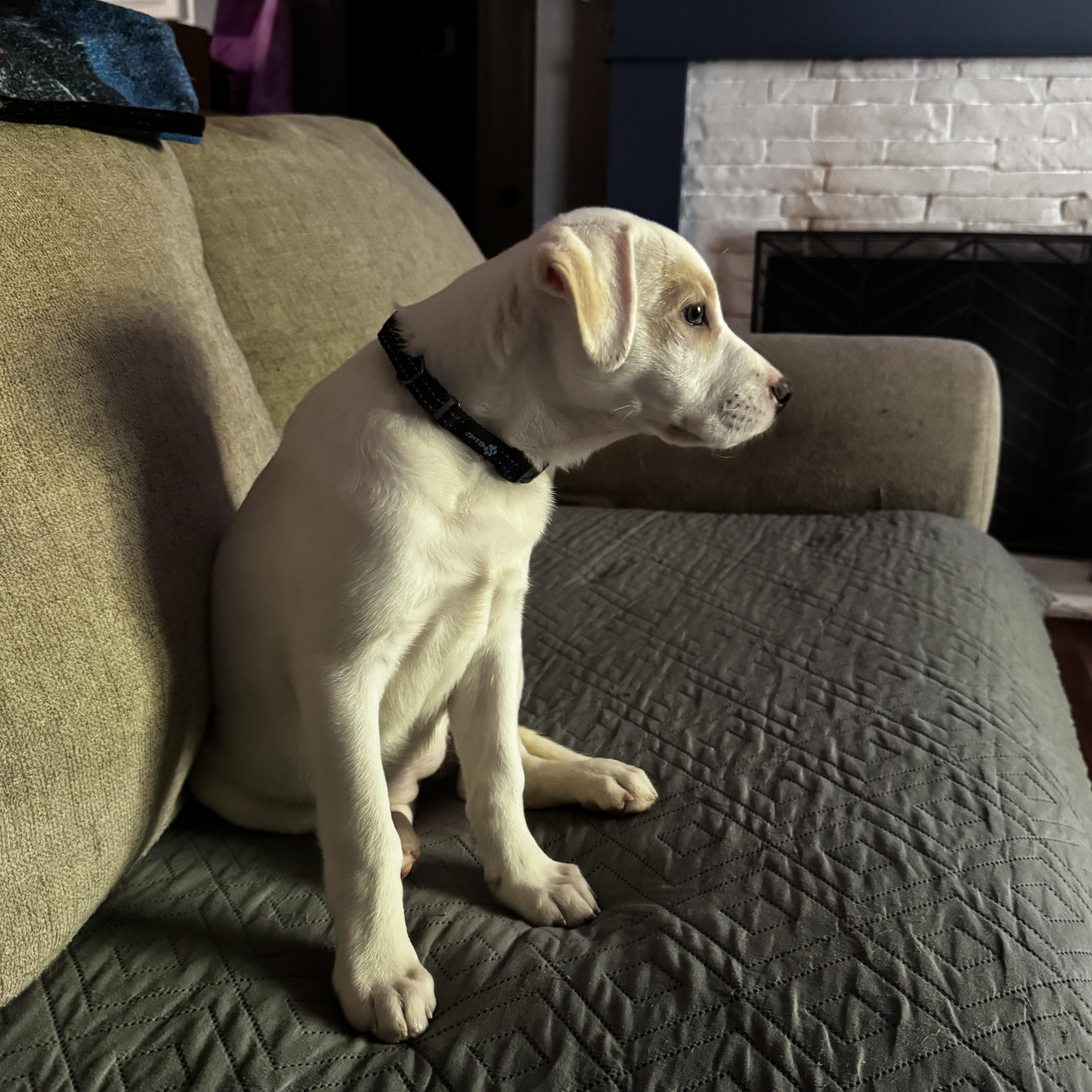Enlarge Sandy, a Adoptable mixed breed in Cumming, GA image 6/6