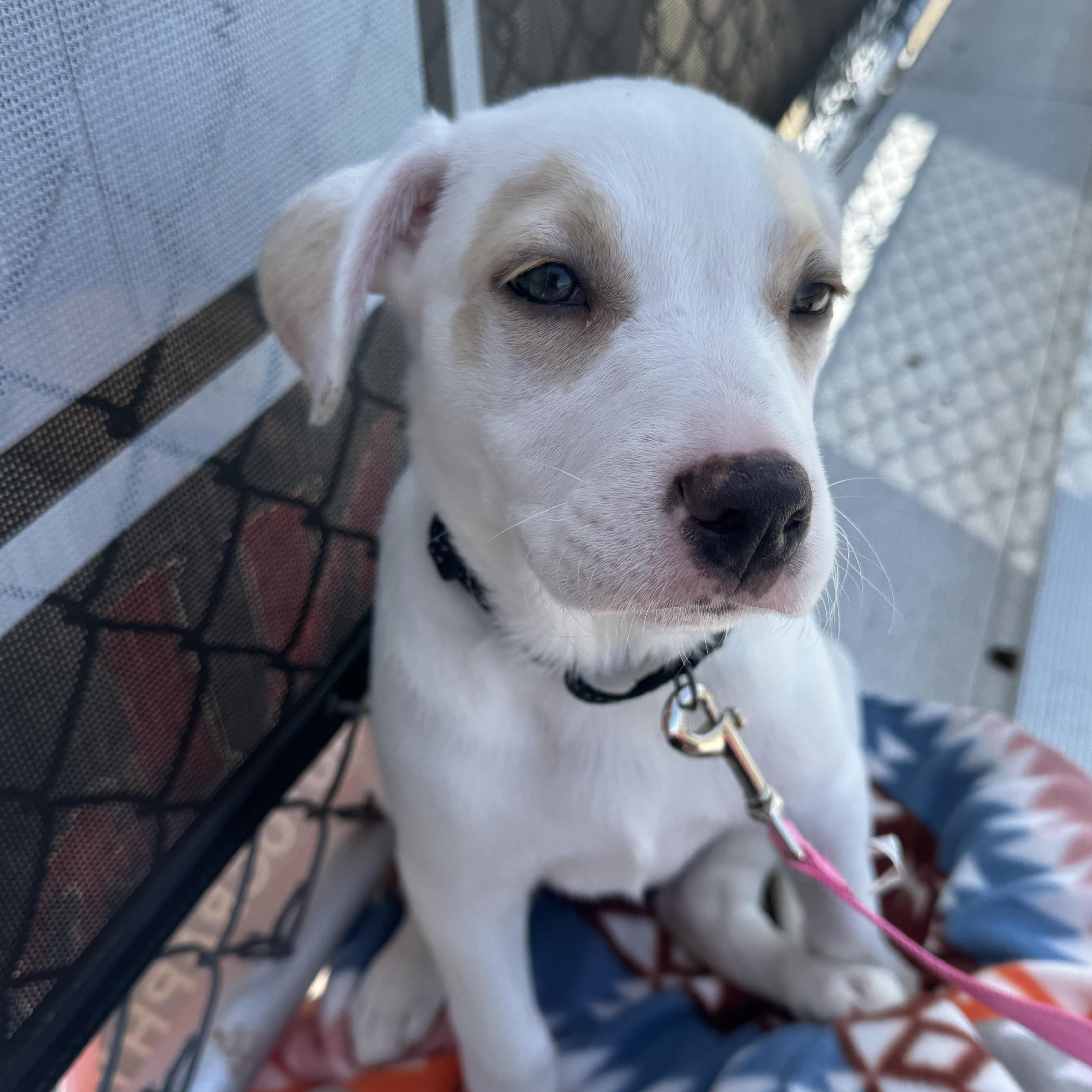 Enlarge Sandy, a Adoptable mixed breed in Cumming, GA image 5/6