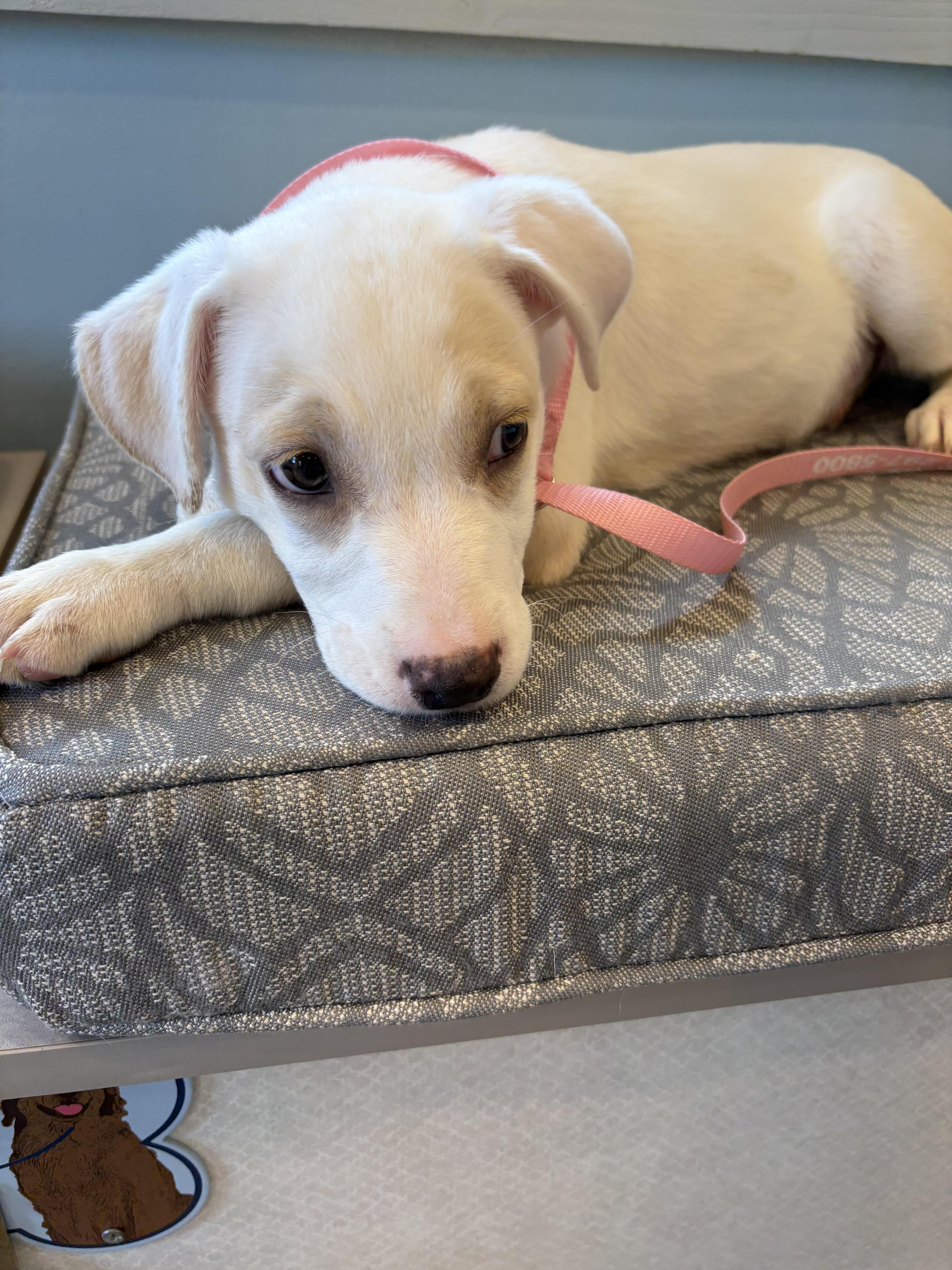 Enlarge Sandy, a Adoptable mixed breed in Cumming, GA image 2/6