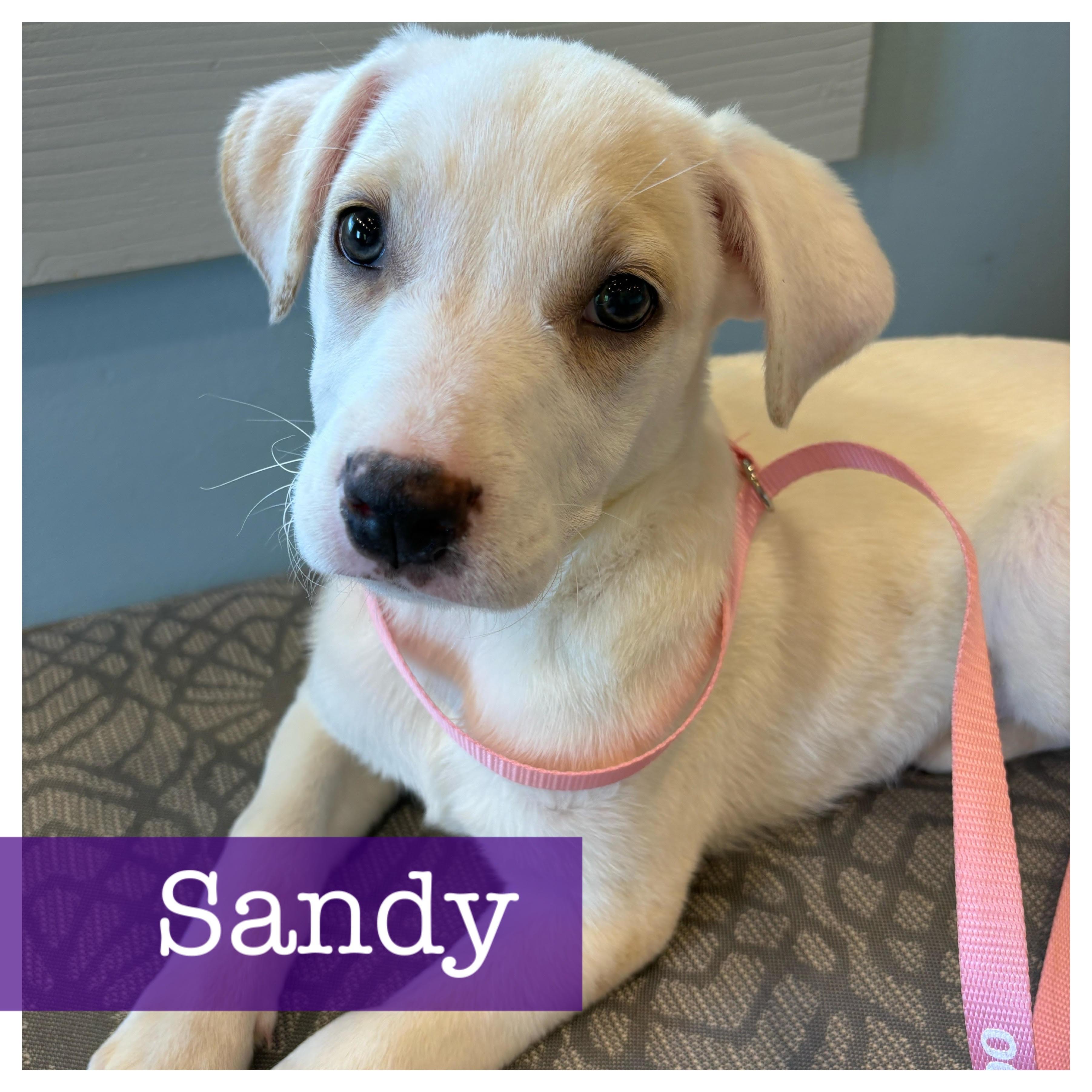 Sandy, Adoptable, Puppy Female Labrador Retriever.
