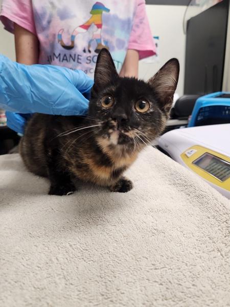 Birkenstocks, Adoptable, Kitten Female Domestic Short Hair.