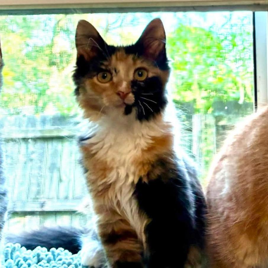 Ursula, Adoptable, Kitten Female Domestic Long Hair.