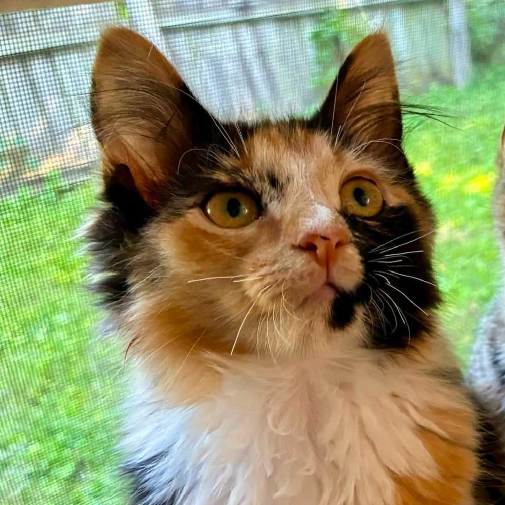 Enlarge Ursula, a Adoptable Domestic Long Hair in Richland, MI image 2/3