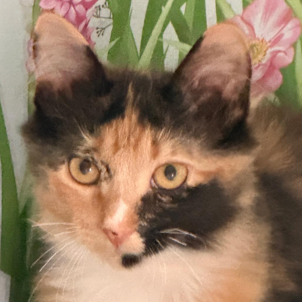 Enlarge Ursula, a Adoptable Domestic Long Hair in Richland, MI image 3/3