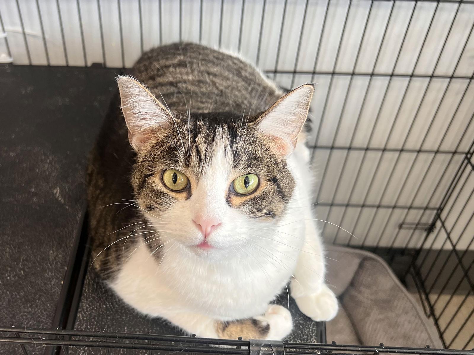 Andy, Adopted, Adult Male Tabby & Domestic Short Hair.