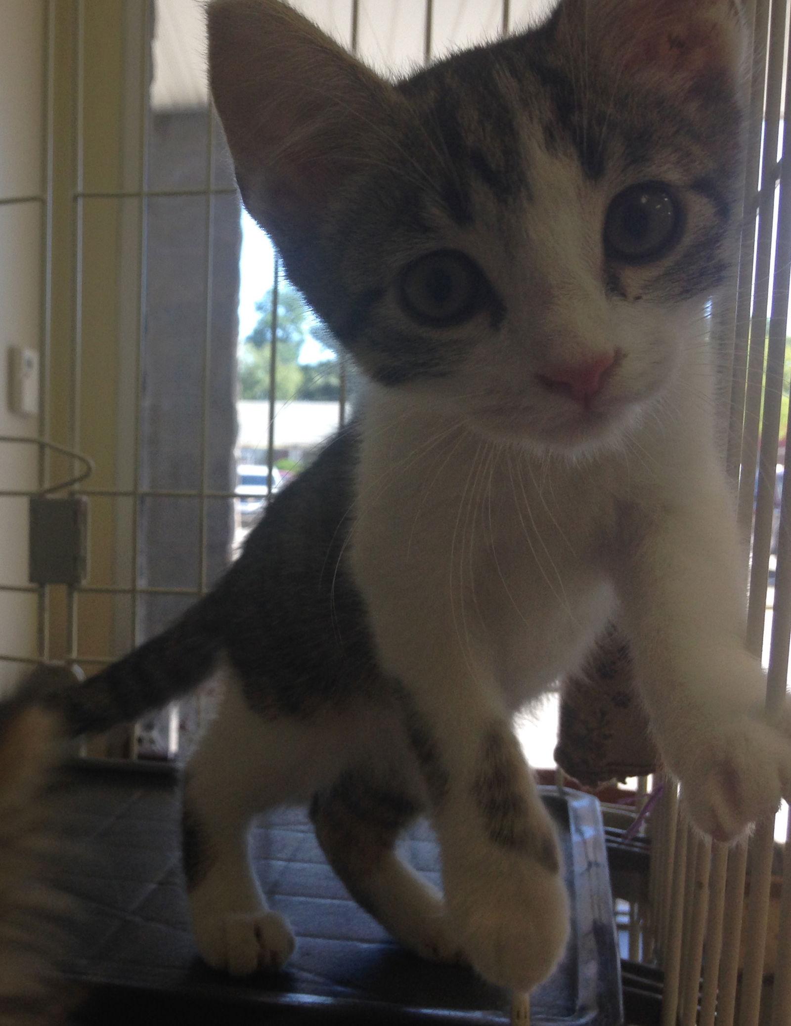 Andy, a Adopted mixed breed in Georgetown, KY image 2/2