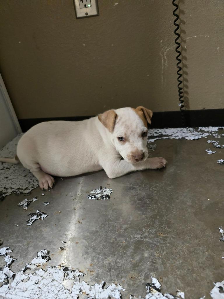 Neo, Adoptable, Puppy Male Labrador Retriever.
