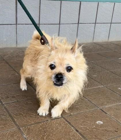 Hailey, Adoptable, Senior Female Cairn Terrier & Mixed Breed.