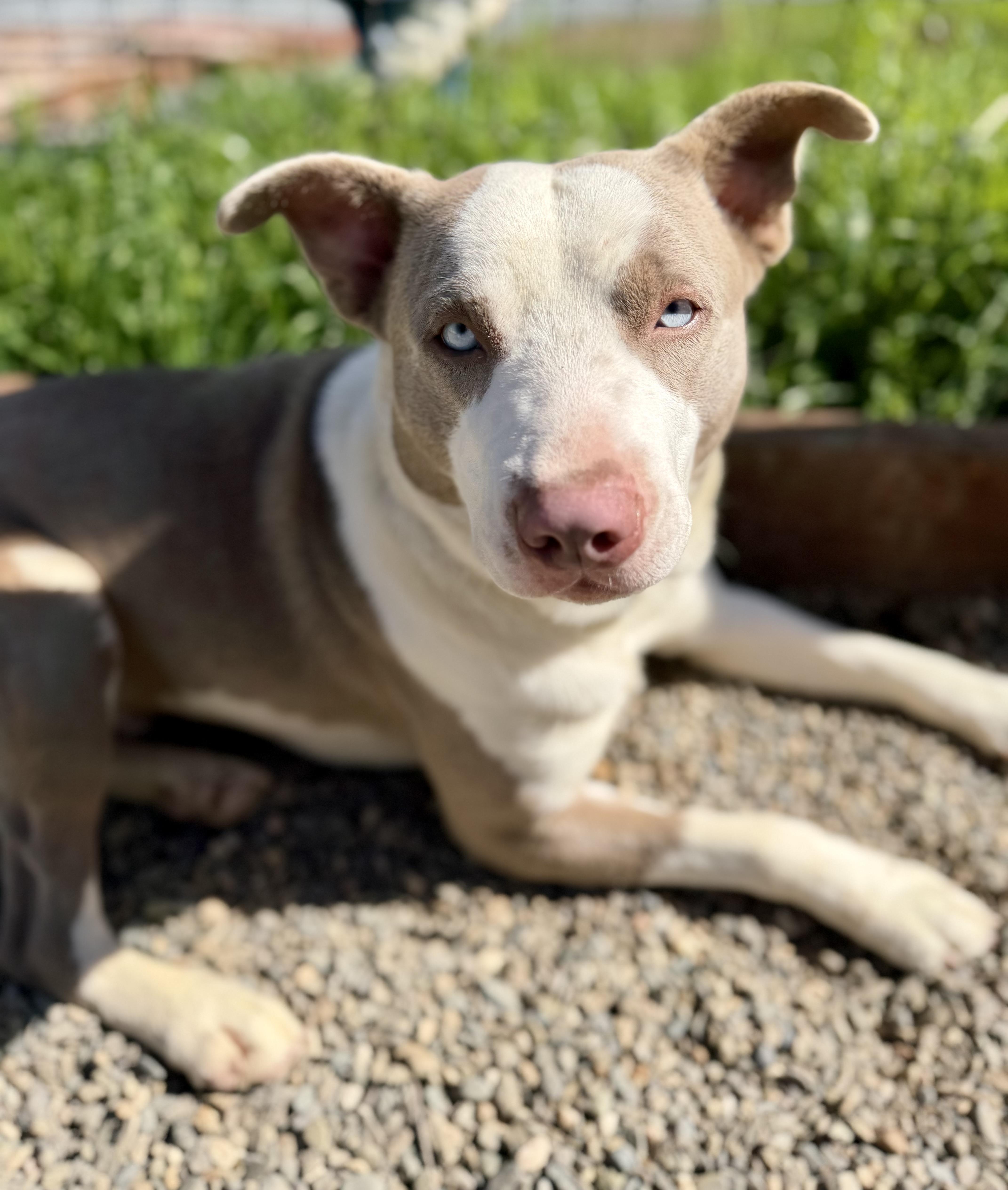 Sargent — thumbnail 2