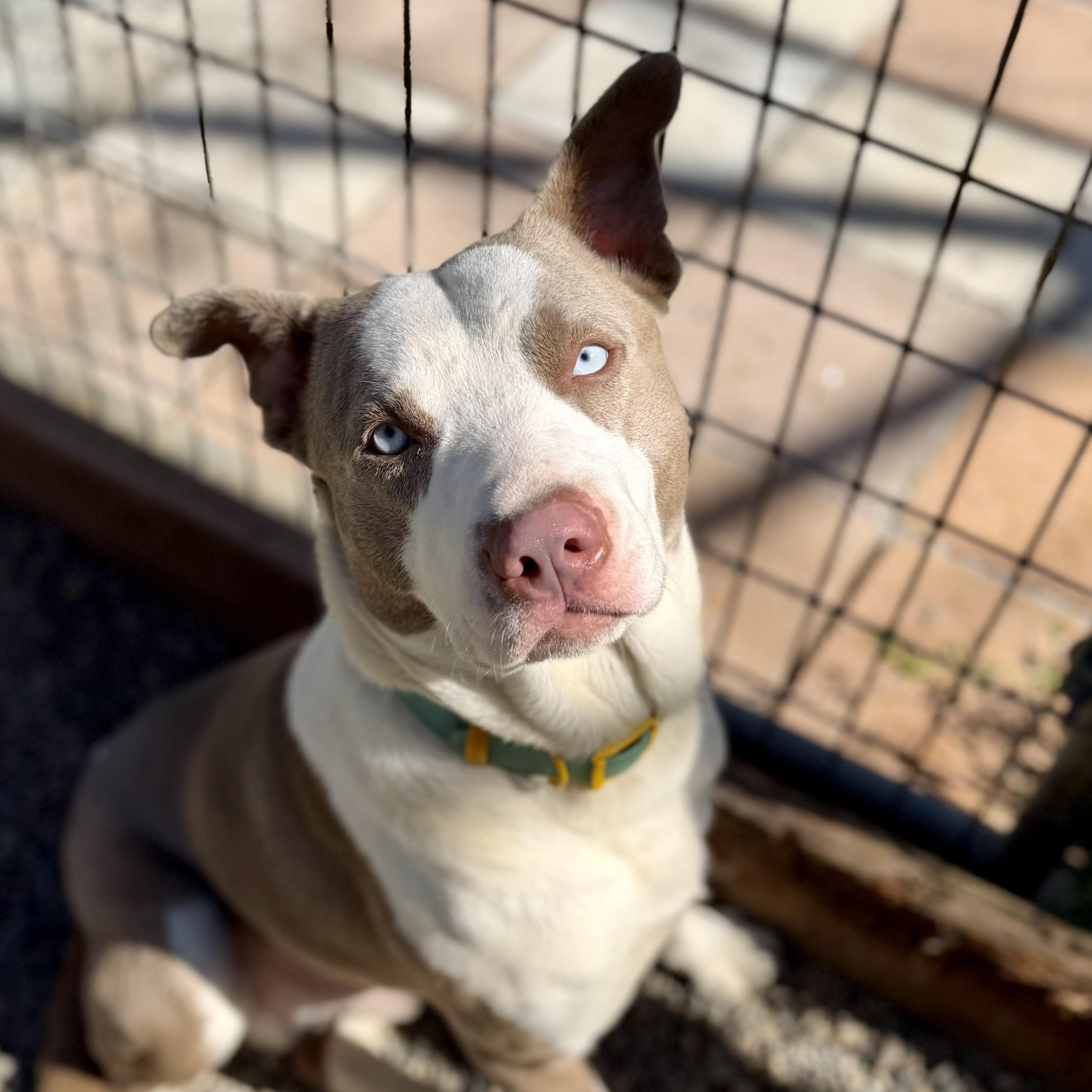 Sargent — thumbnail 4