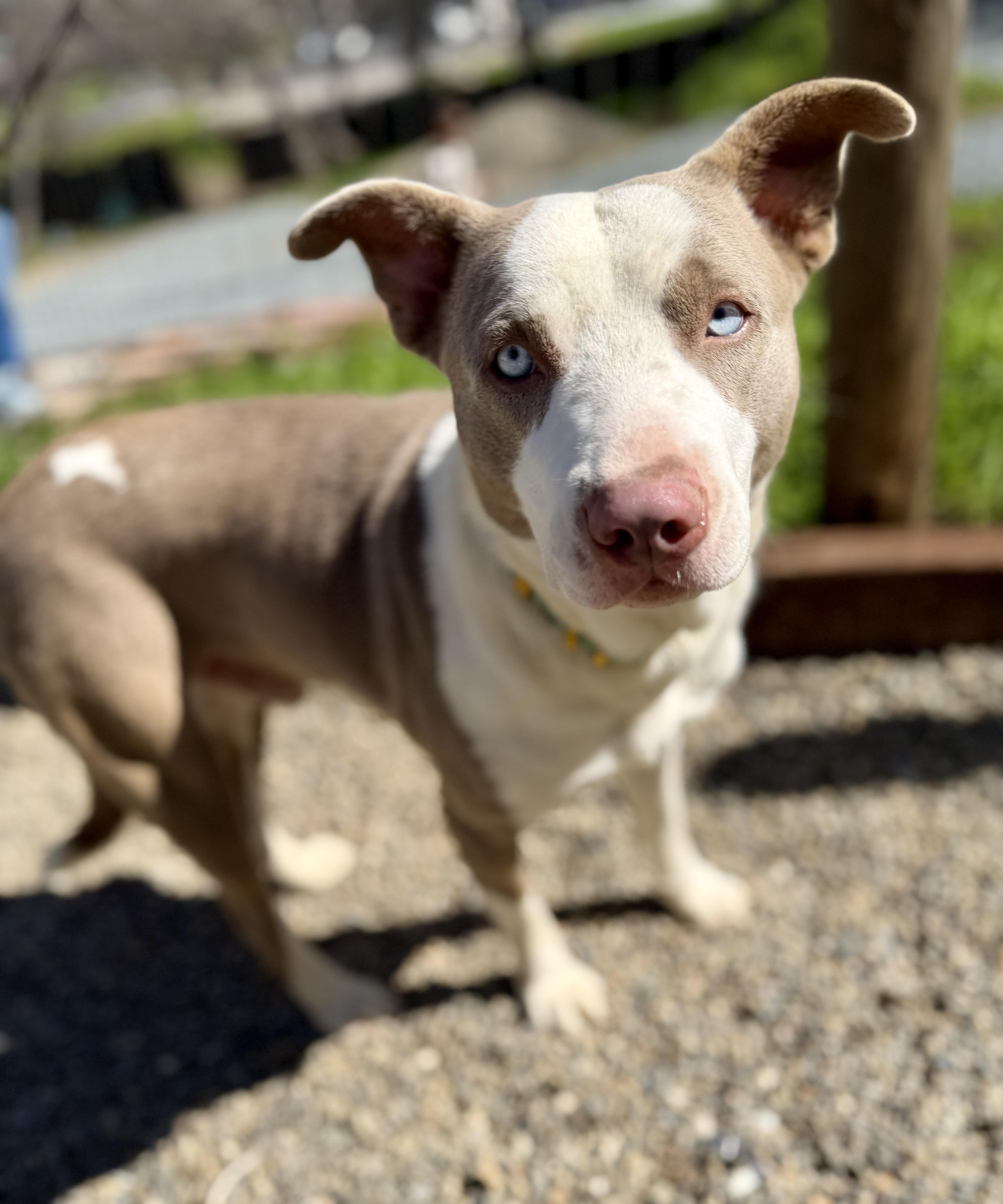 Sargent — thumbnail 5