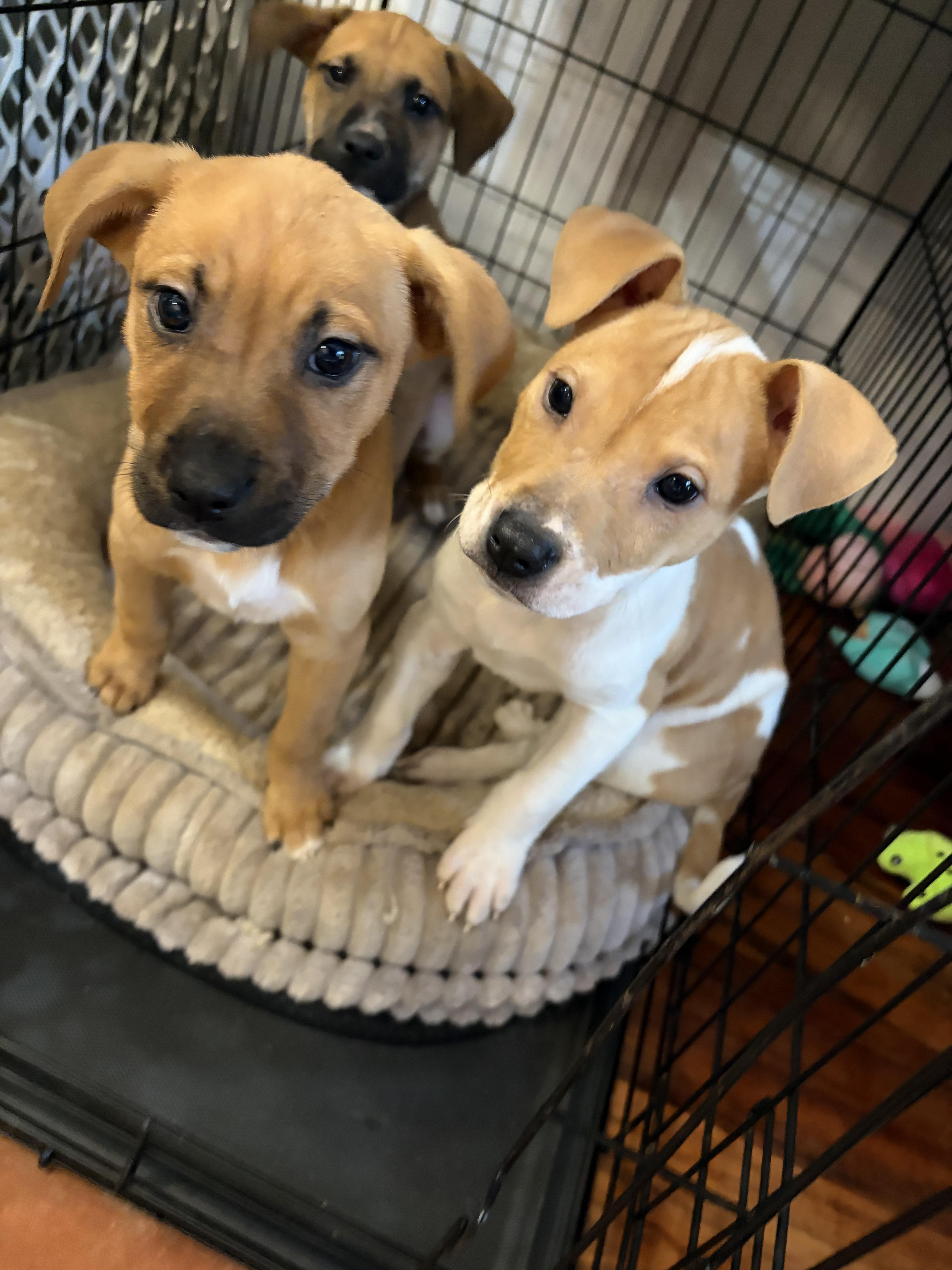 SAPPORO 2026-338, Adoptable, Puppy Male Labrador Retriever.