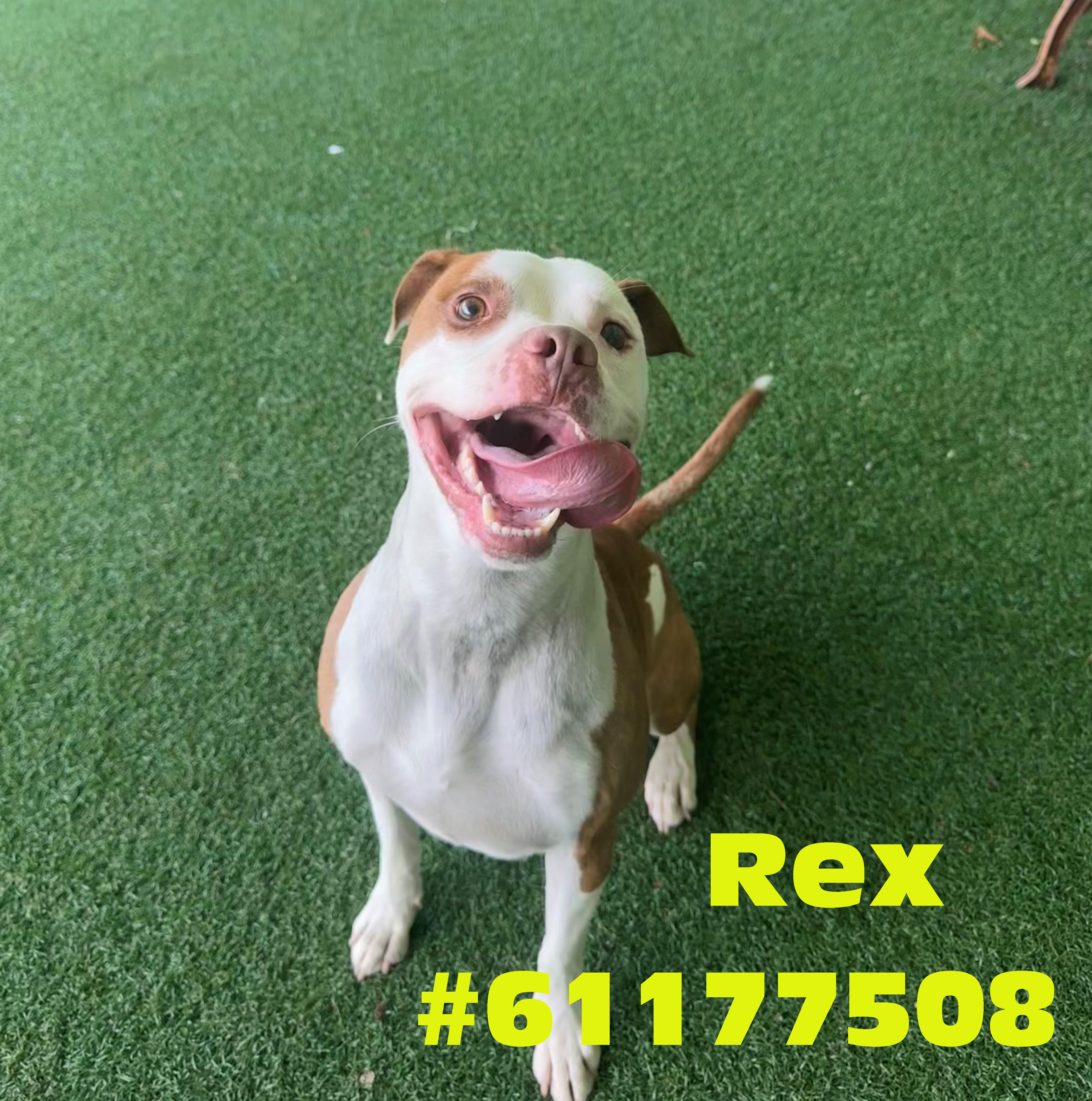 Enlarge Rex, a ADOPTABLE mixed breed in Wilkes Barre, PA image 1/1