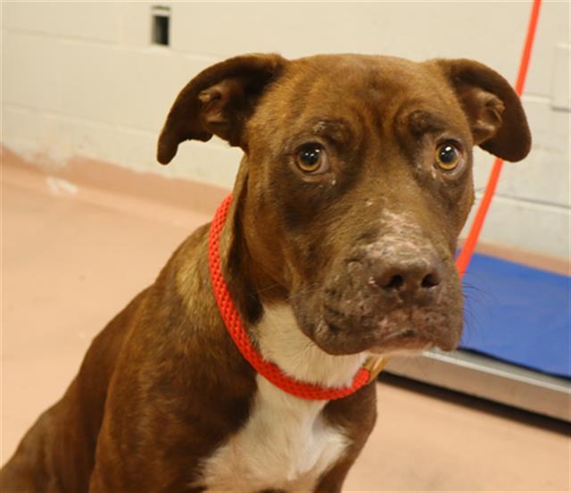 NUTMEG, Adoptable, Young Female Mixed Breed.