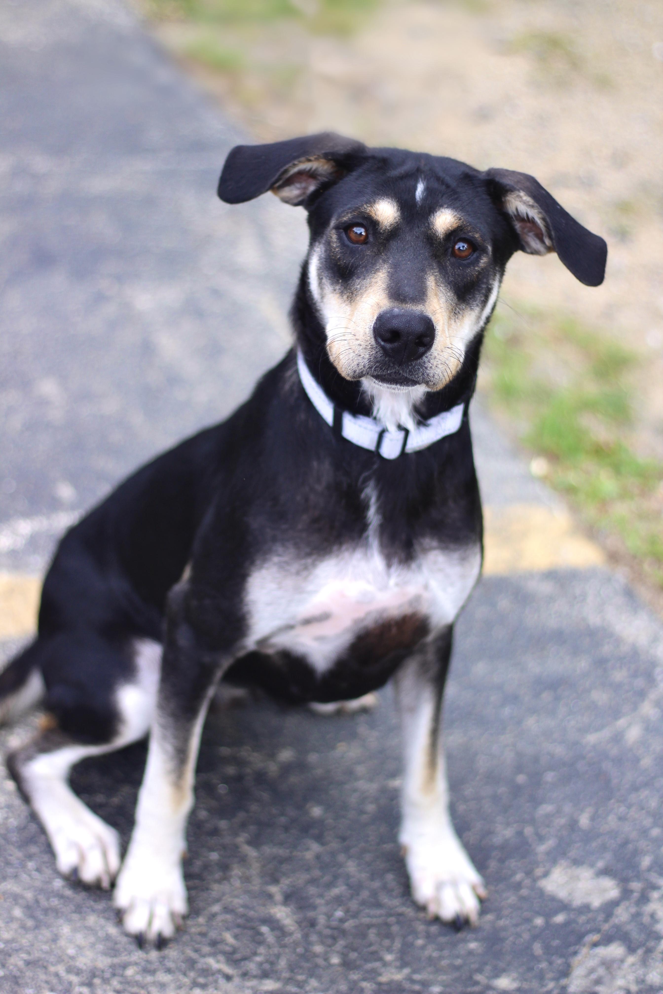 Danielle in NH. Come Meet our Adoptable Dogs Wednesday-Saturday. More info in Bio, an adoptable mixed breed in Manchester, NH image 1/2
