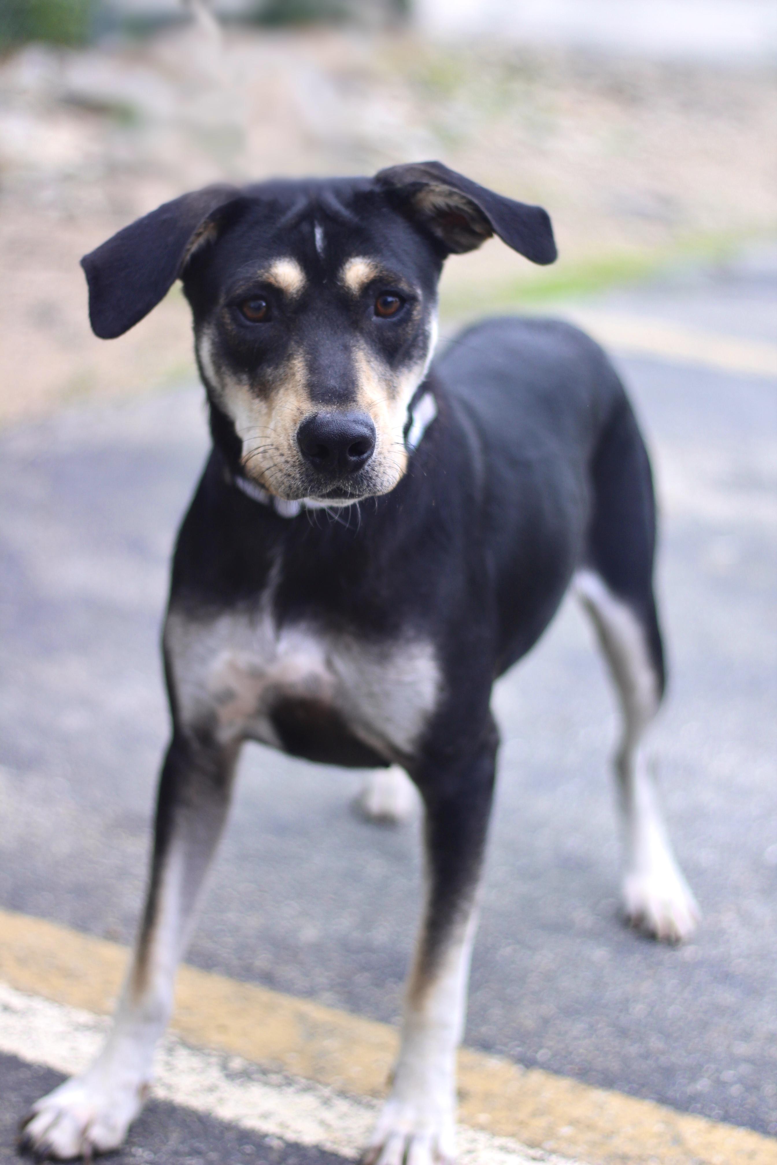 Danielle in NH. Come Meet our Adoptable Dogs Wednesday-Saturday. More info in Bio, an adoptable mixed breed in Manchester, NH image 2/2