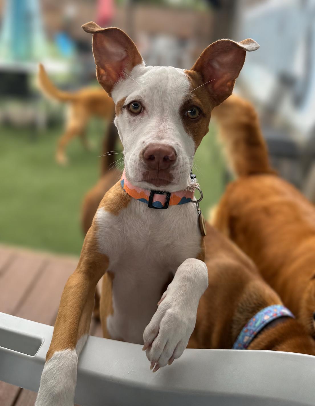 Gypsy, ADOPTABLE, Puppy Female Jack Russell Terrier.