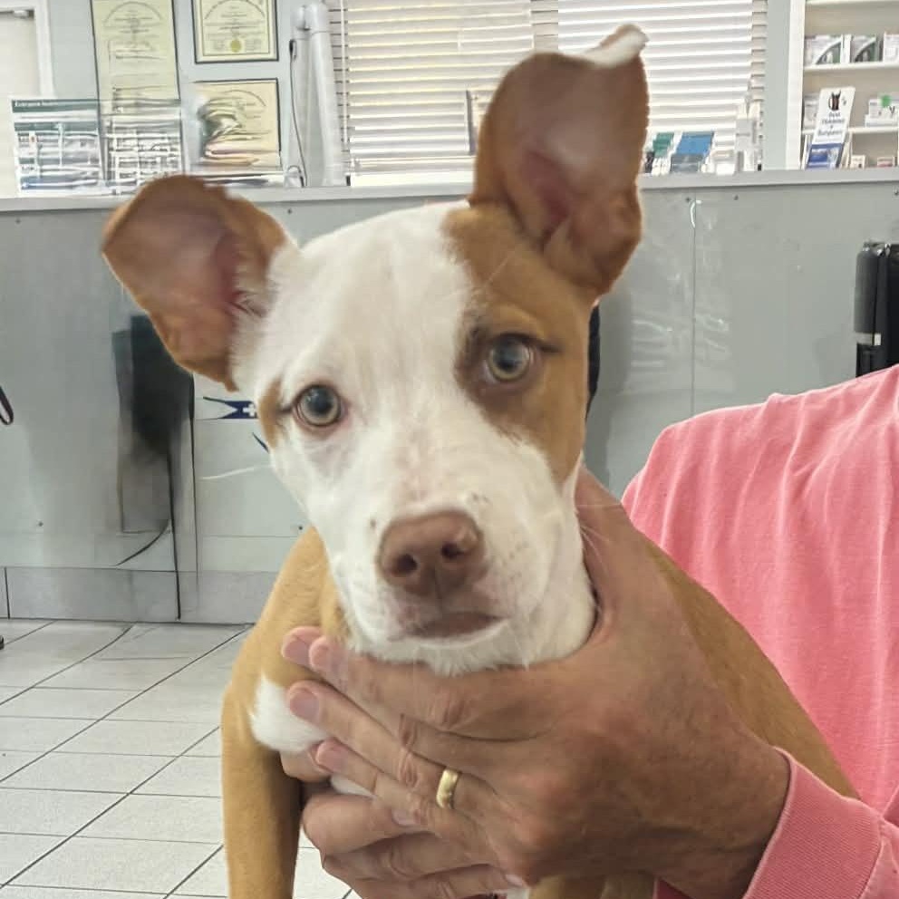 Enlarge Gypsy, a ADOPTABLE American Staffordshire Terrier in Mobile, AL image 2/3