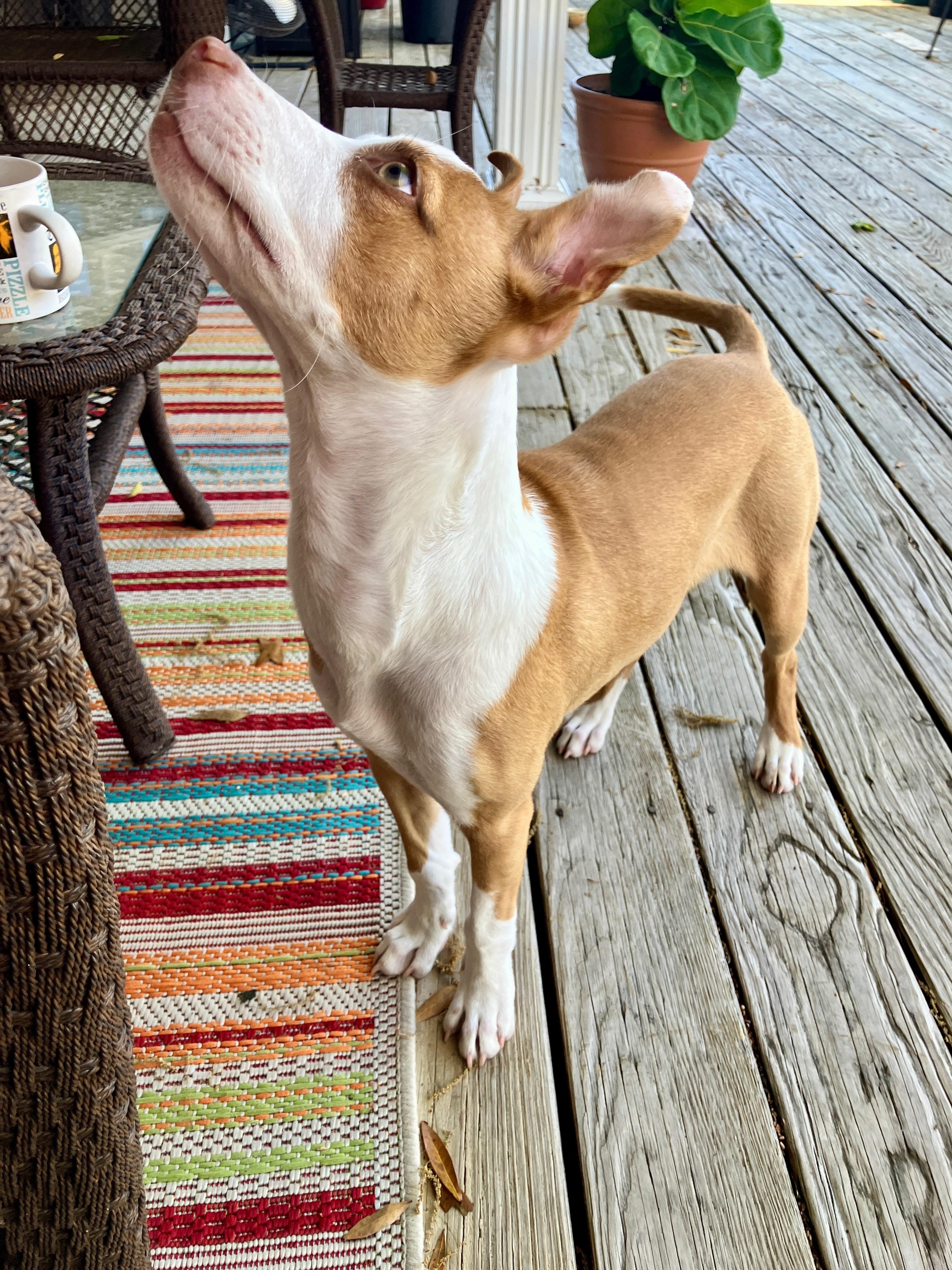 Enlarge Gypsy, a ADOPTABLE American Staffordshire Terrier in Mobile, AL image 3/3
