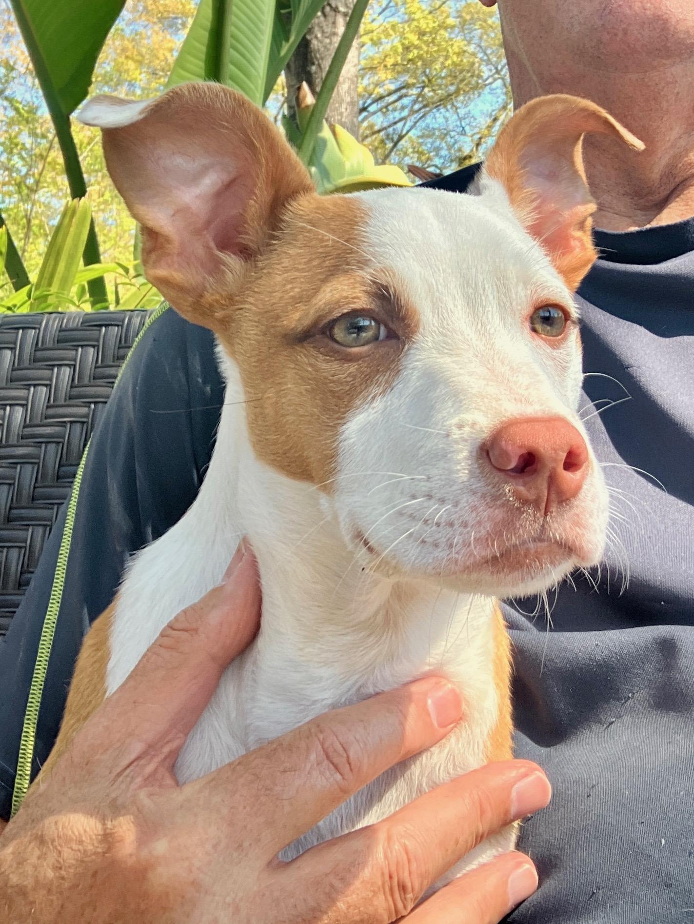 Gypsy, ADOPTABLE, Puppy Female American Staffordshire Terrier.