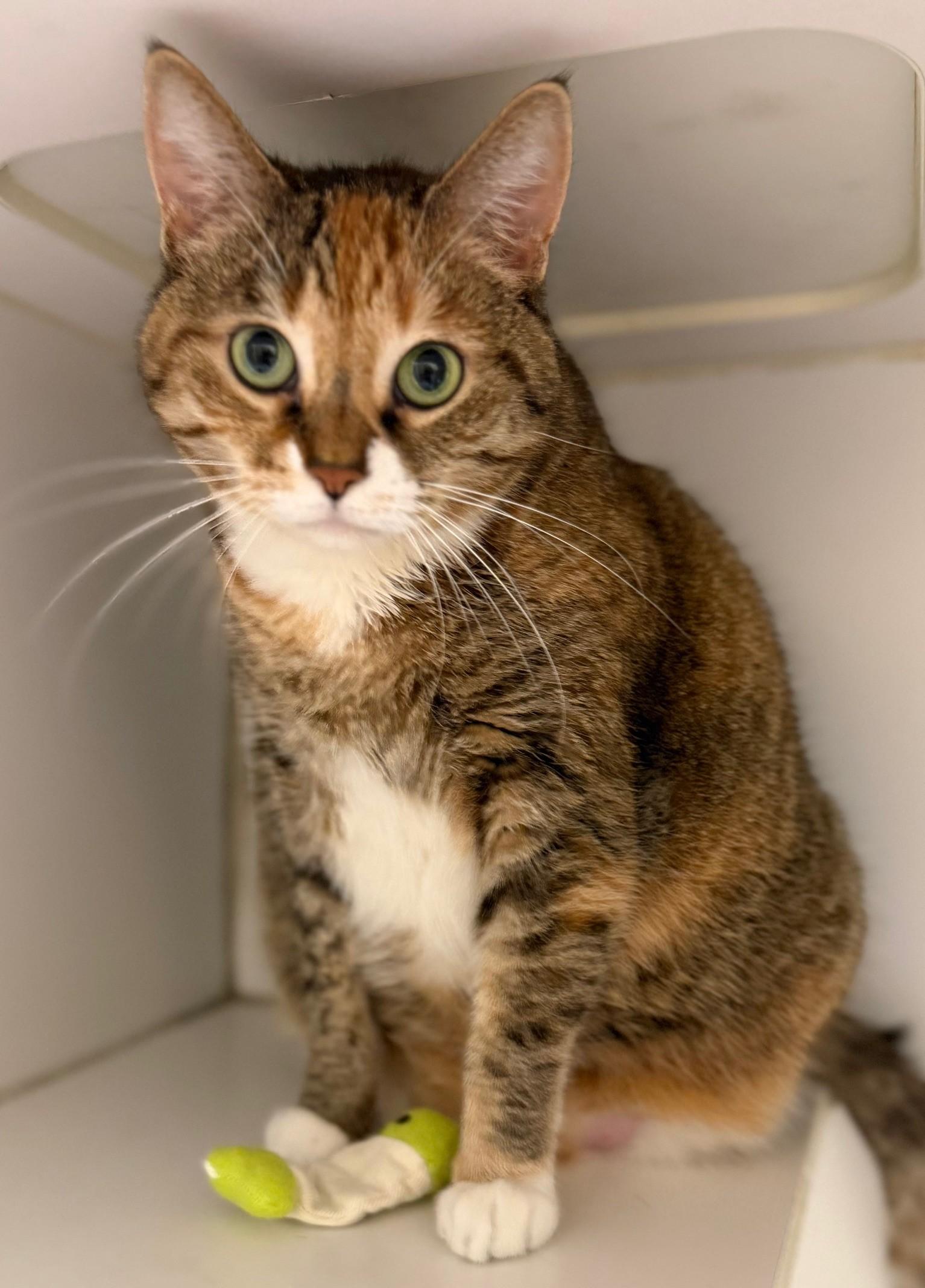 Simba, a Adoptable Domestic Short Hair in Norwalk, CT image 2/2