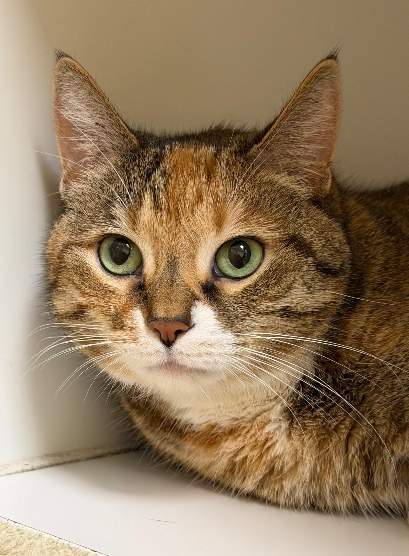 Simba, a Adoptable Domestic Short Hair in Norwalk, CT image 1/2