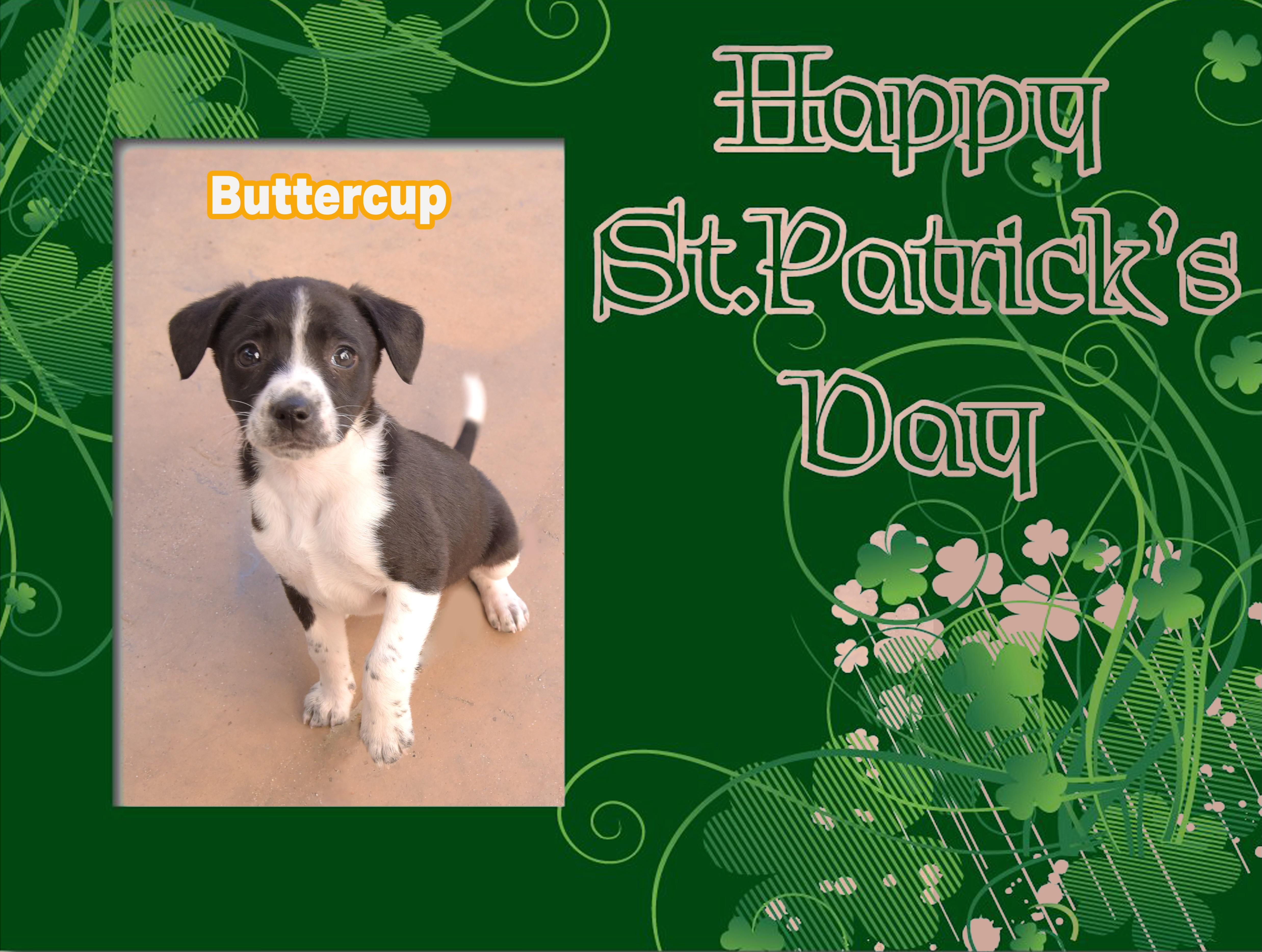 Buttercup, ADOPTABLE, Puppy Female Chihuahua.