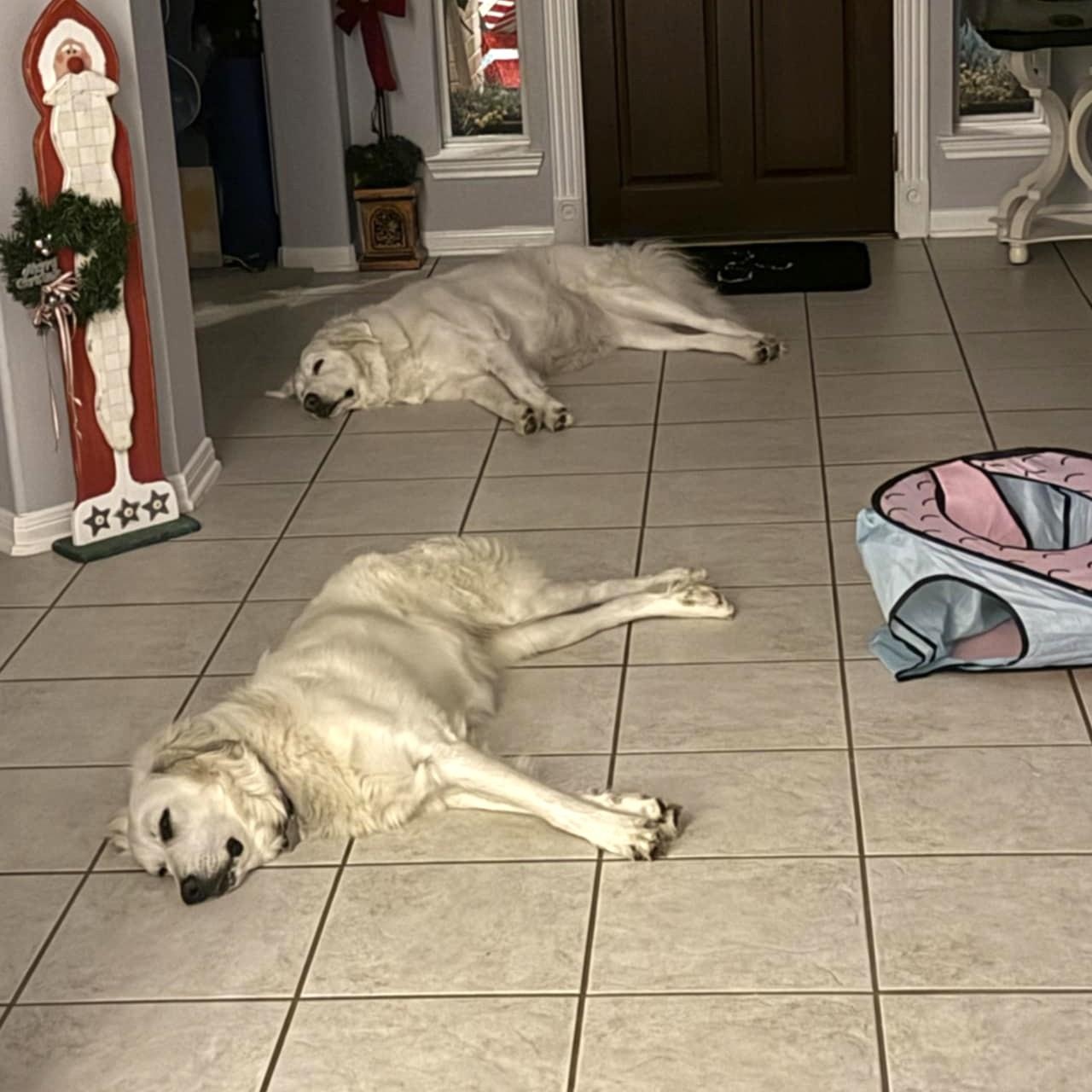 Enlarge Charlotte SAT, a Adoption Pending Great Pyrenees in San Antonio, TX image 3/6