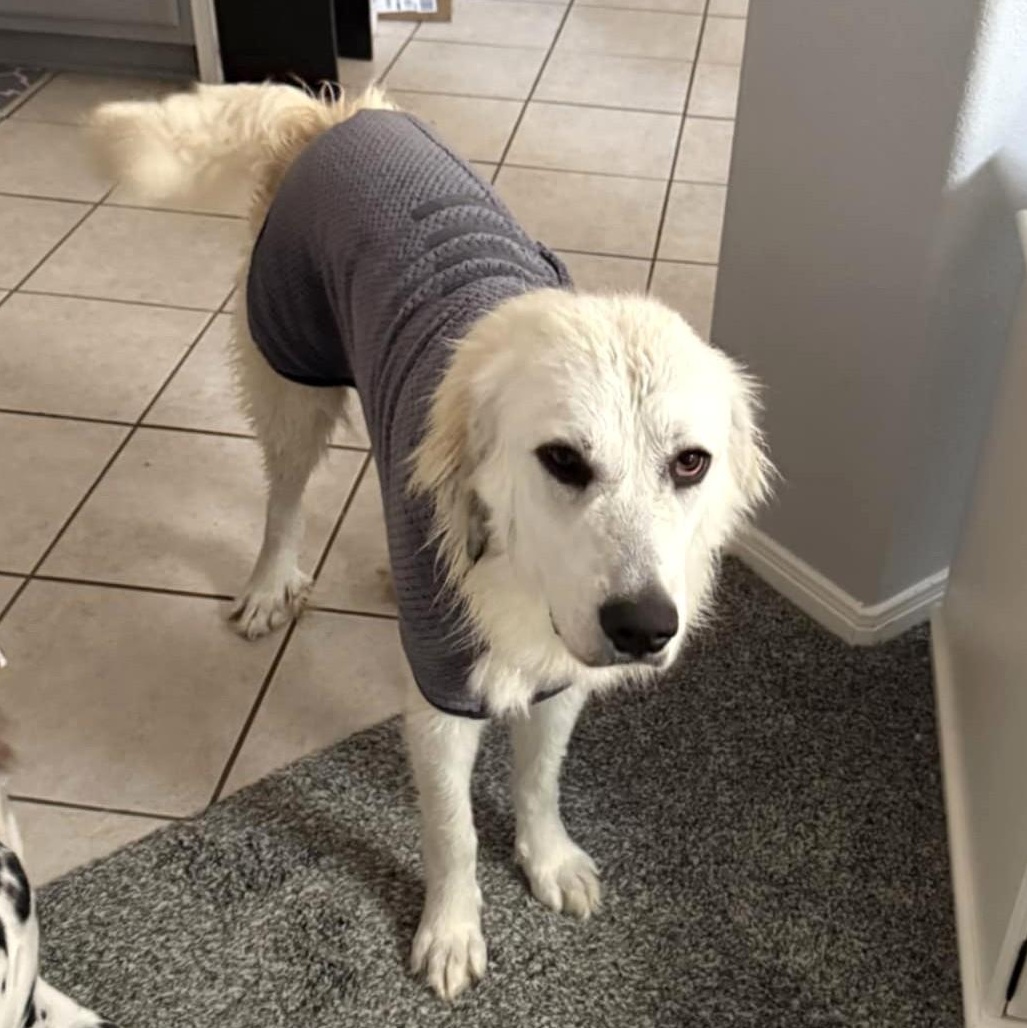 Enlarge Charlotte SAT, a Adoption Pending Great Pyrenees in San Antonio, TX image 4/6