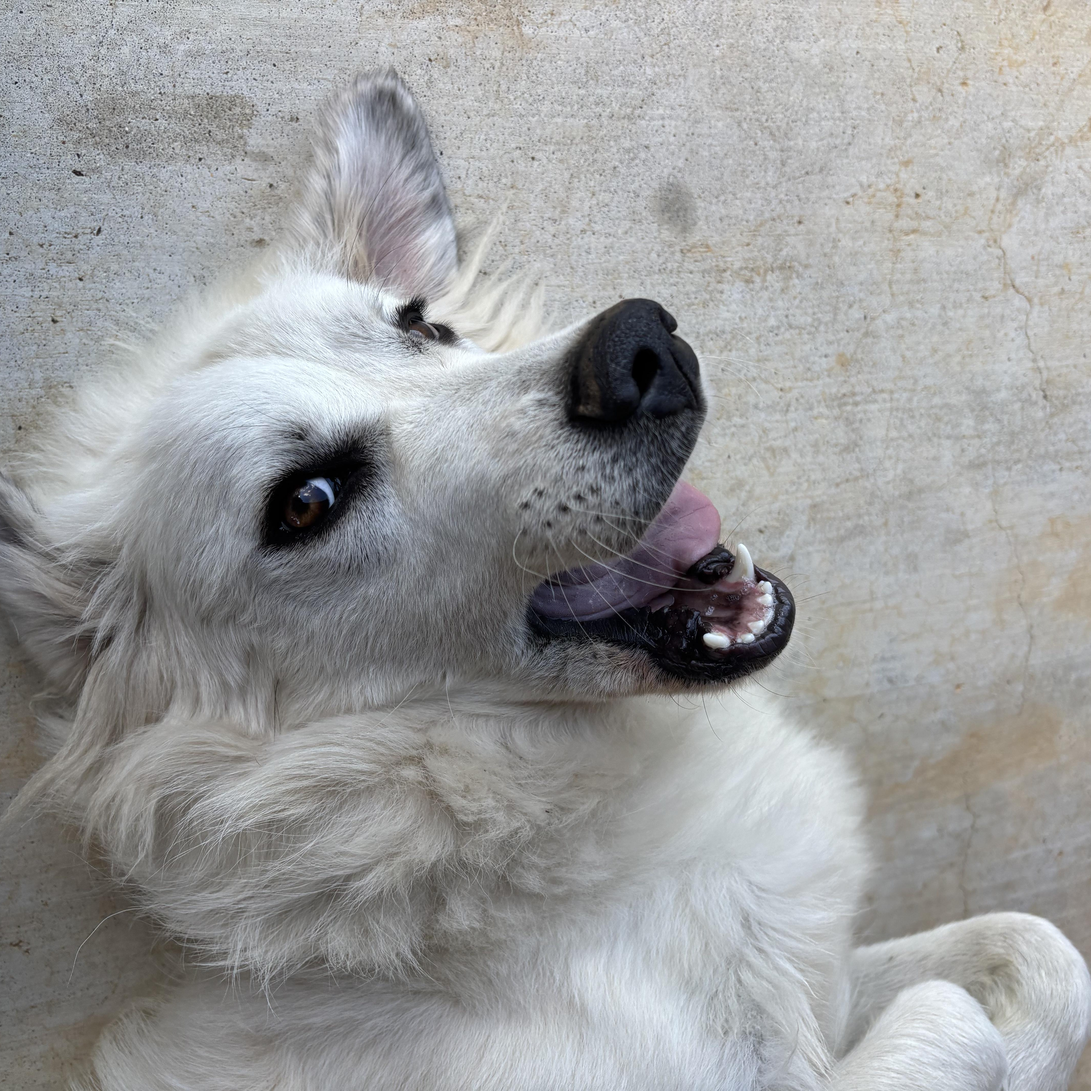 Enlarge Charlotte SAT, a Adoption Pending Great Pyrenees in San Antonio, TX image 2/6