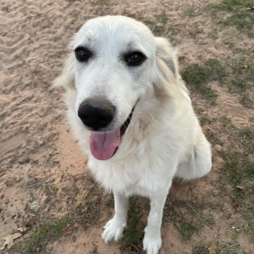 Charlotte SAT, Adoptable, Young Female Great Pyrenees.