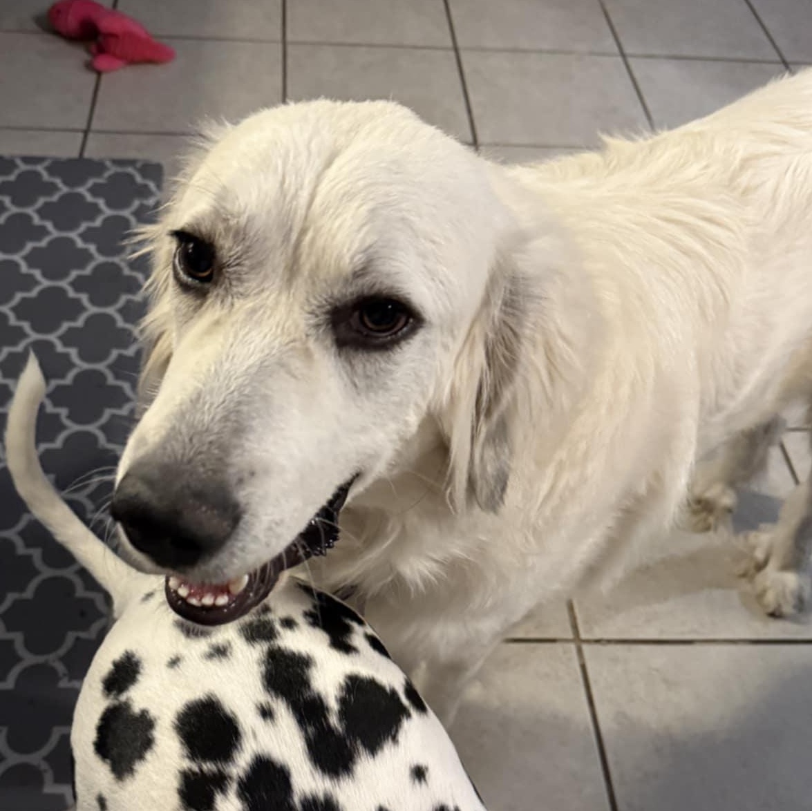 Enlarge Charlotte SAT, a Adoption Pending Great Pyrenees in San Antonio, TX image 5/6