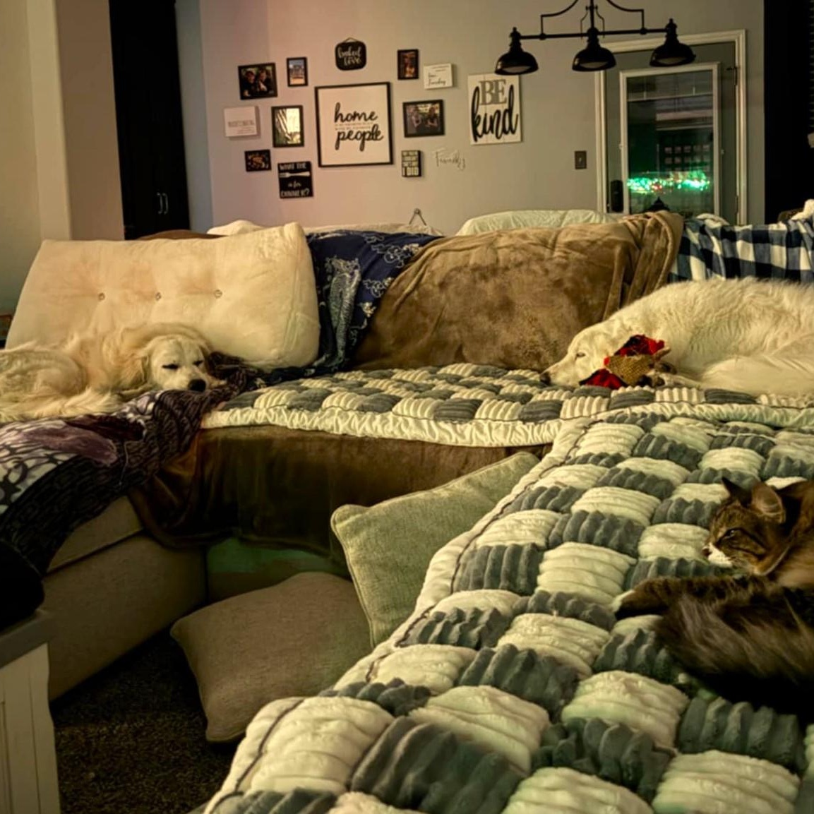 Enlarge Charlotte SAT, a Adoption Pending Great Pyrenees in San Antonio, TX image 6/6