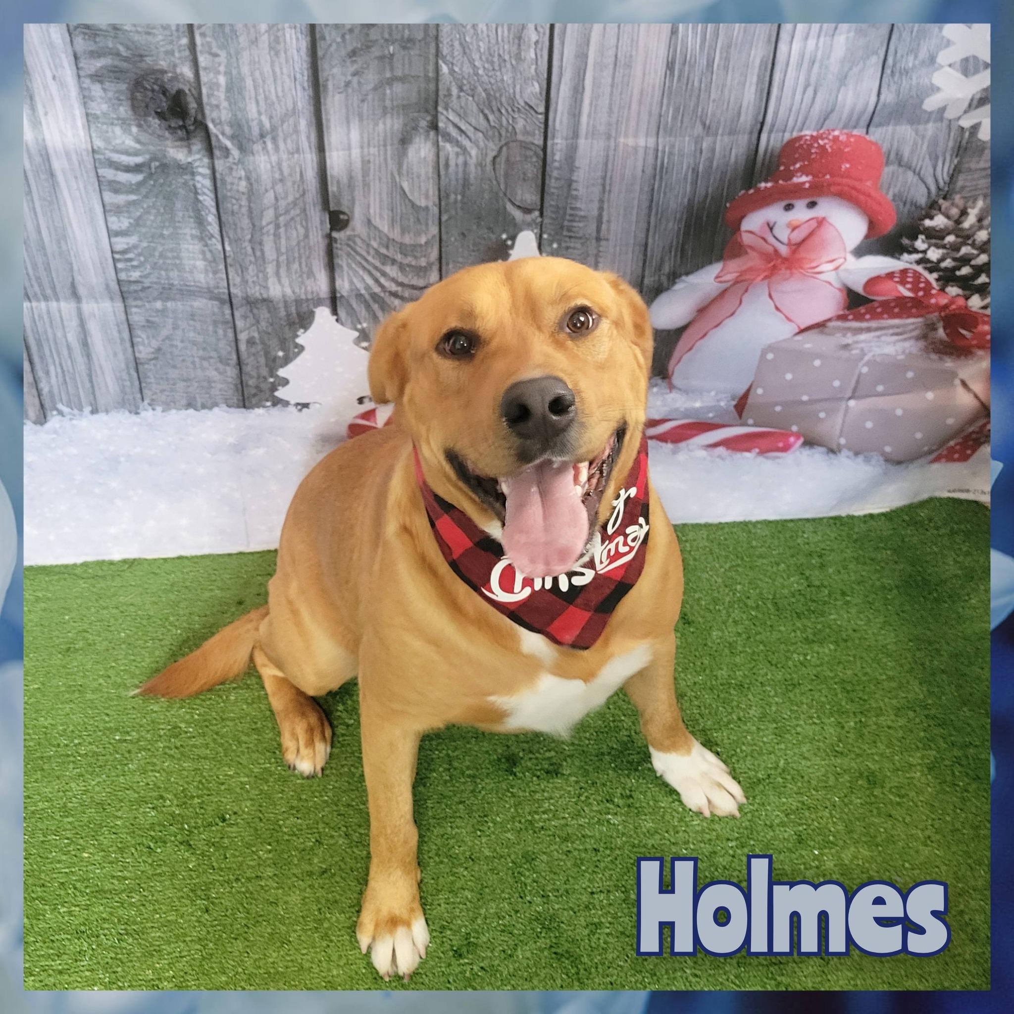 Holmes, Adoptable, Young Male Mixed Breed.