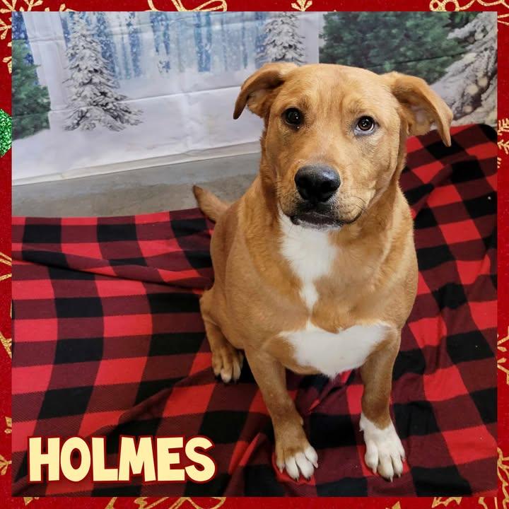 Enlarge Holmes, a Adoptable mixed breed in Daingerfield, TX image 1/2