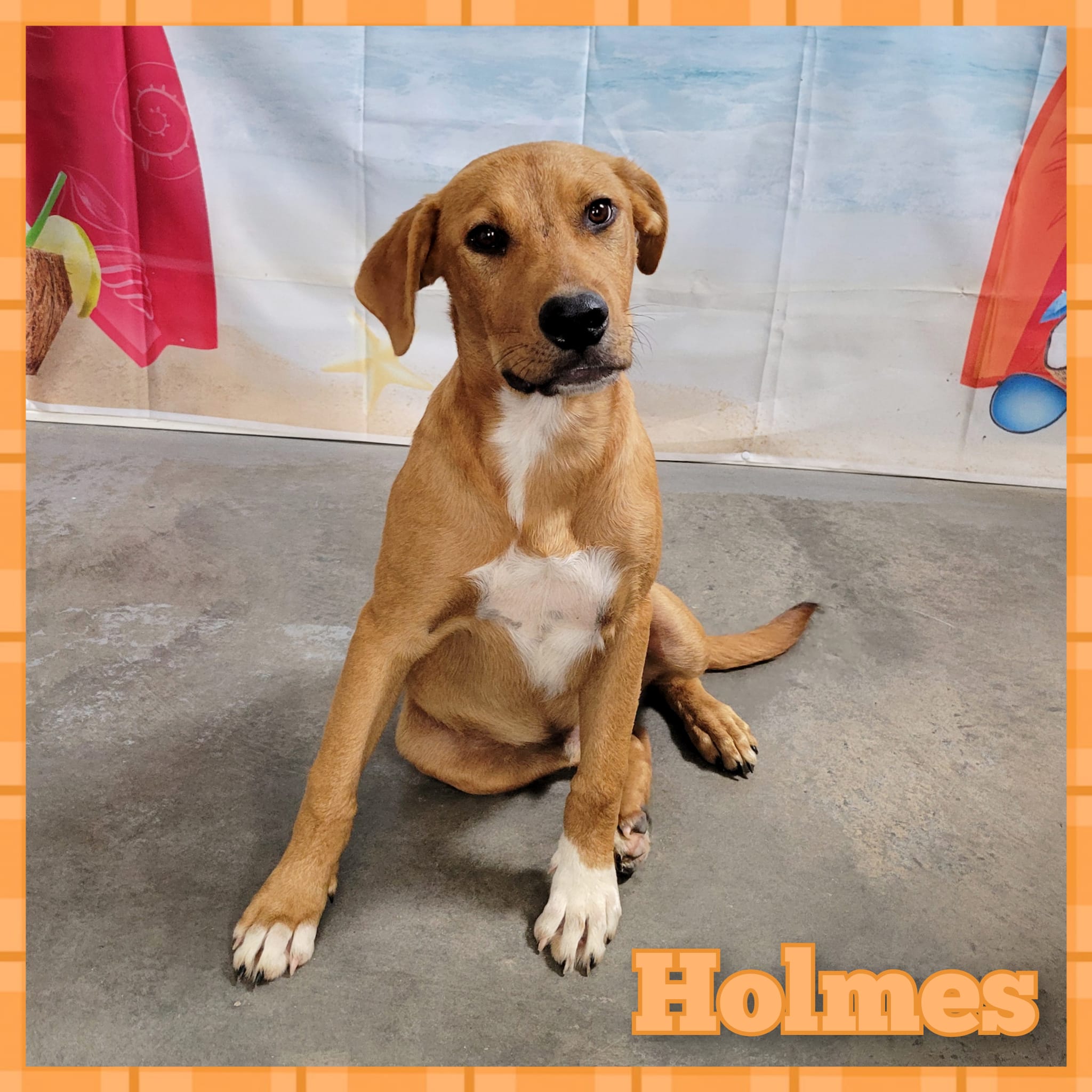 Enlarge Holmes, a Adoptable mixed breed in Daingerfield, TX image 2/2
