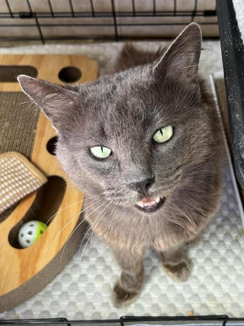 Enlarge Hades, a Adoptable Nebelung in Sherman Oaks, CA image 4/6