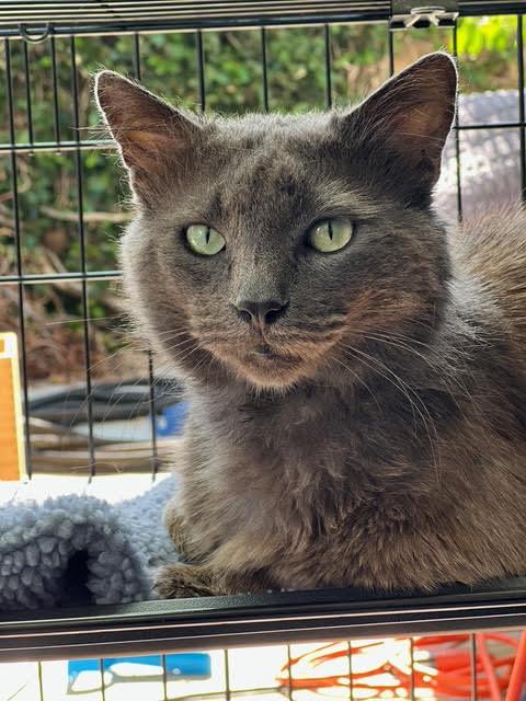 Enlarge Hades, a Adoptable Nebelung in Sherman Oaks, CA image 2/6