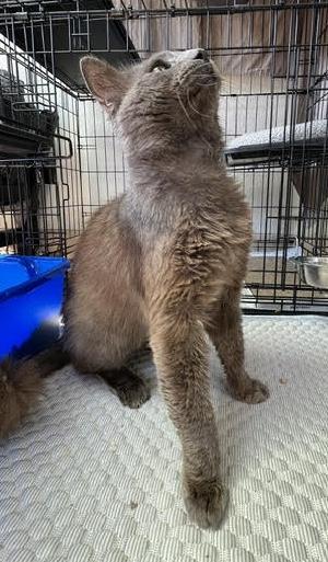 Enlarge Hades, a Adoptable Nebelung in Sherman Oaks, CA image 5/6