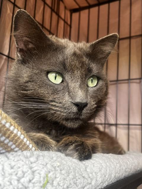 Hades, Adoptable, Adult Male Nebelung.
